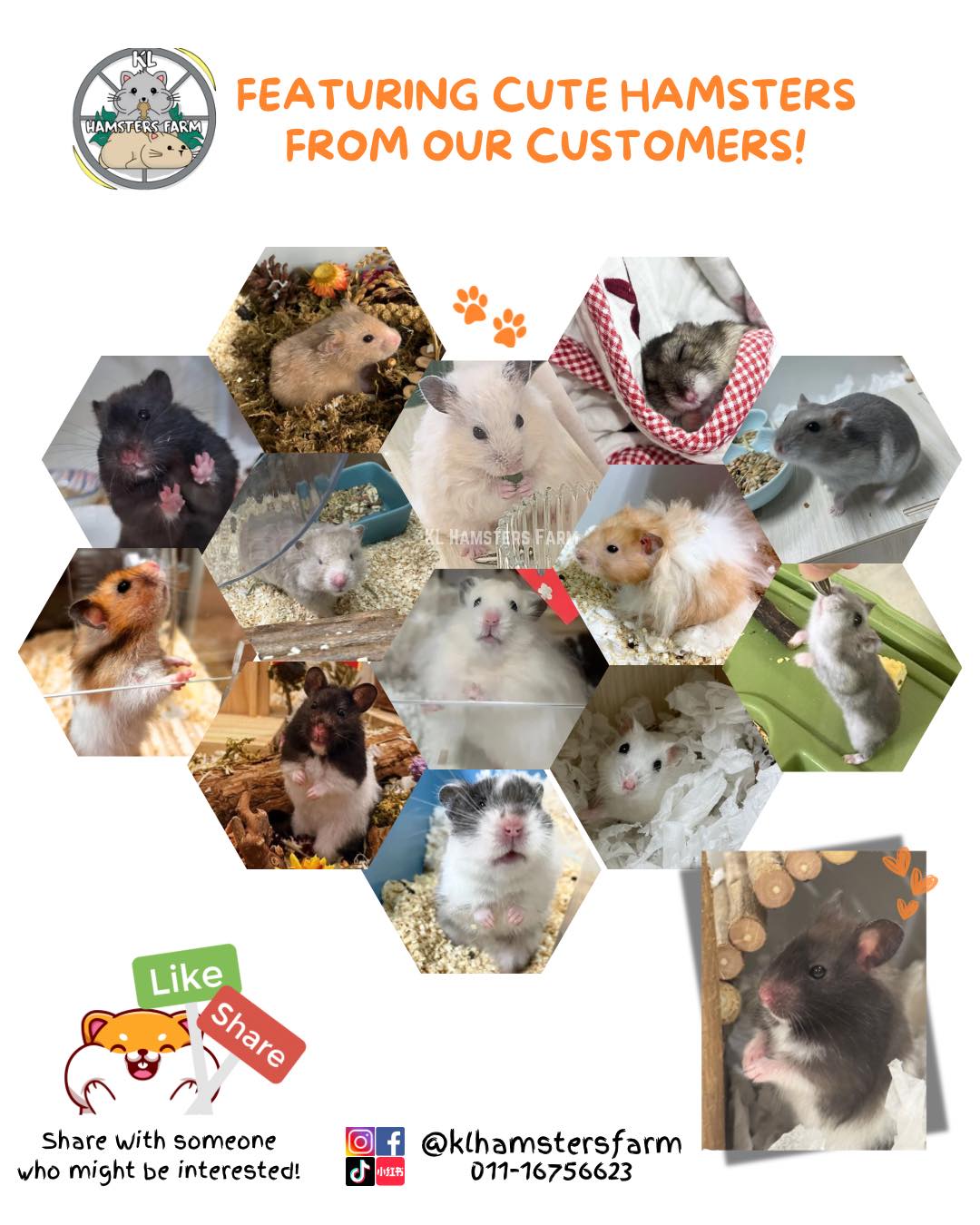 KL Hamsters Farm added a new photo. - KL Hamsters Farm