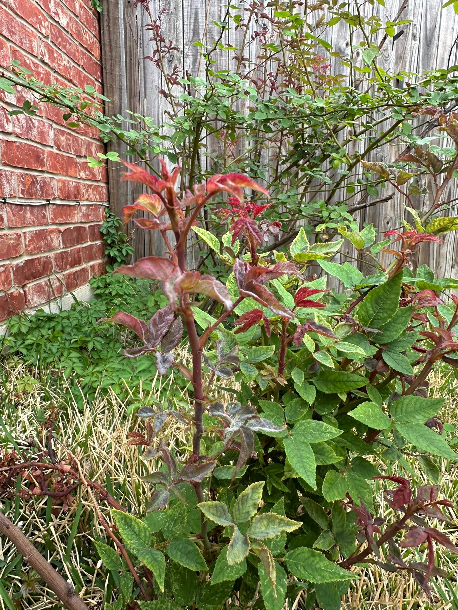 Does my Zephirine Drouhin rose have rosette disease?