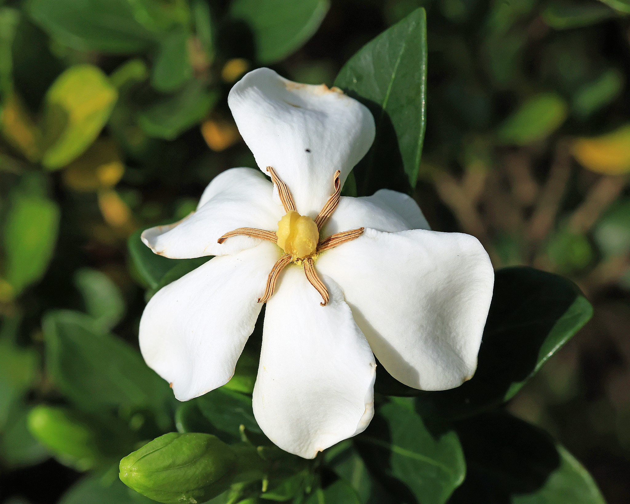 I believe this is a Cape jasmine.