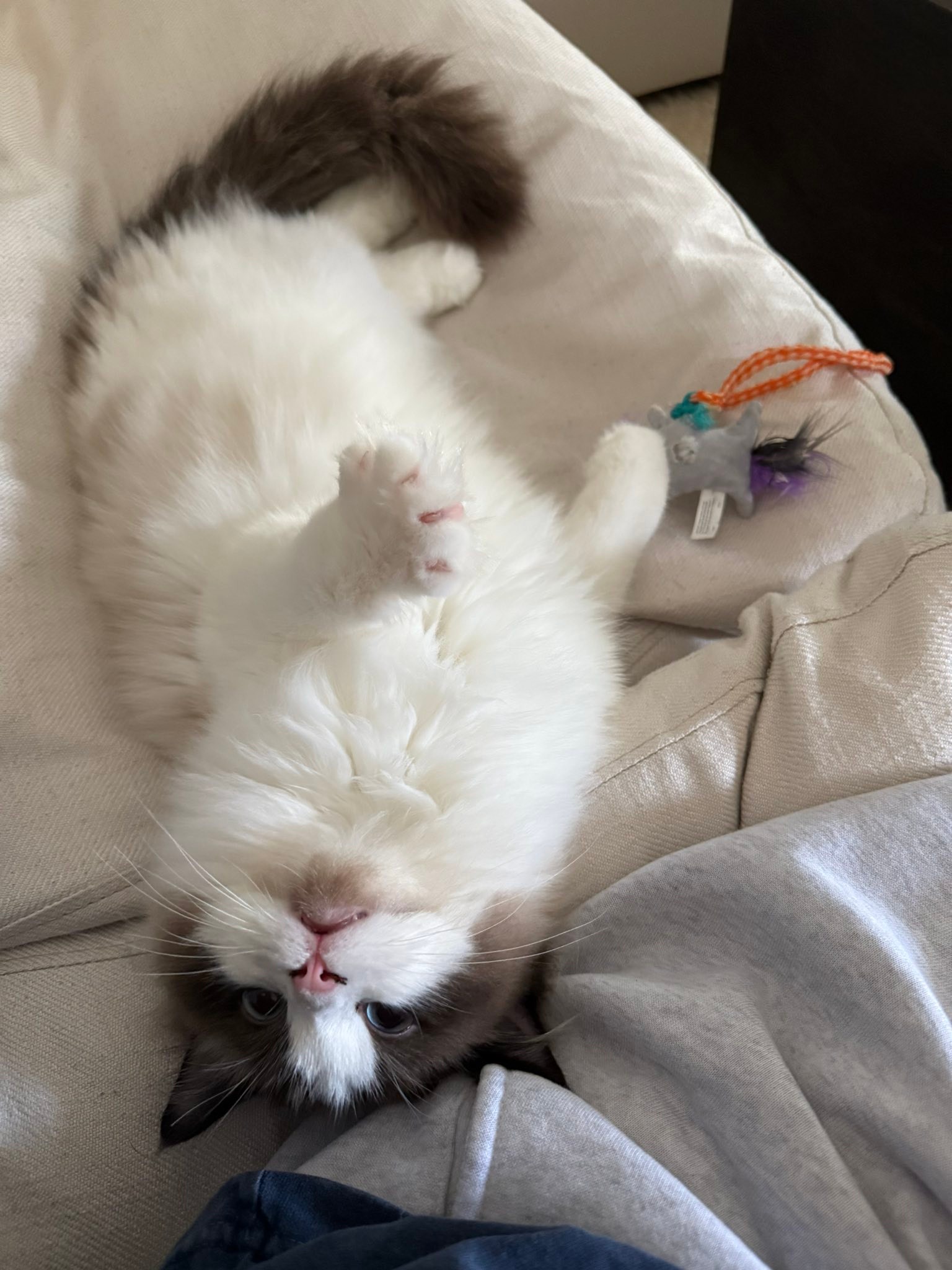 My First Ragdoll | Facebook