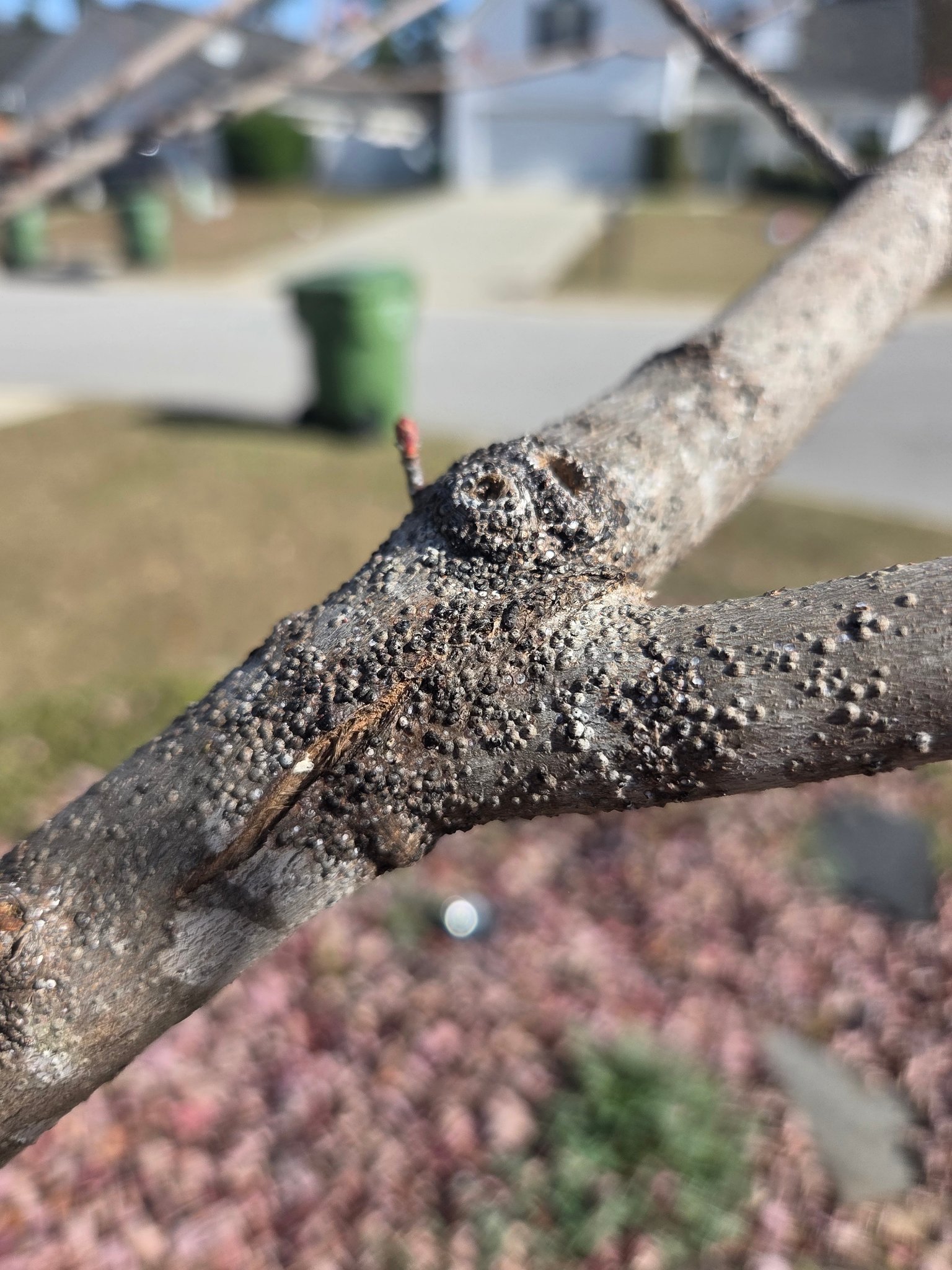 Southern Forest and Tree Health Diagnostics | Scale? My maple is pretty ...