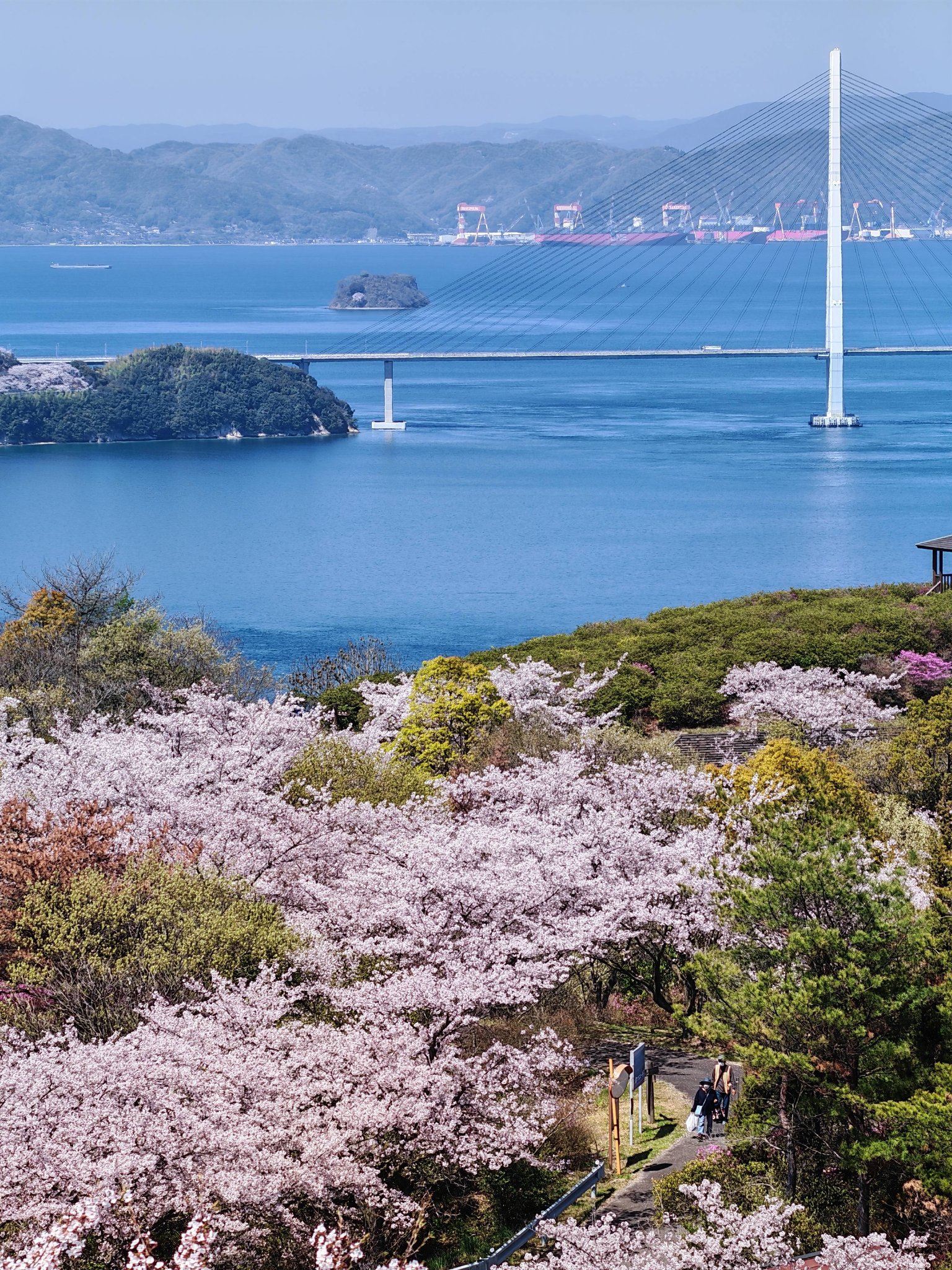 Most beautiful Cherry blossom of Shimanami Kaido at Mt. Hirayama 