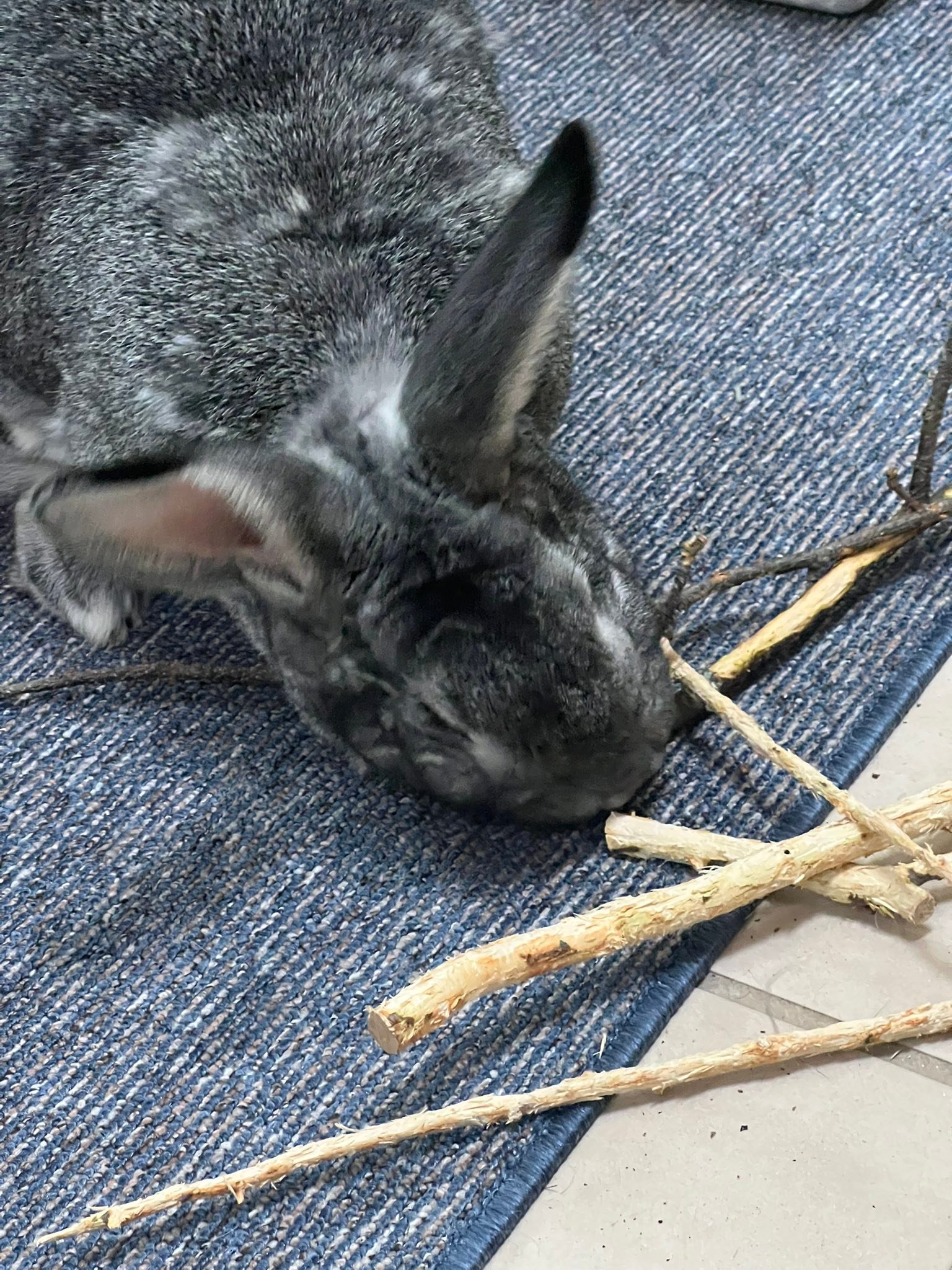 House Rabbit Society | We have several apple trees, which I would like ...