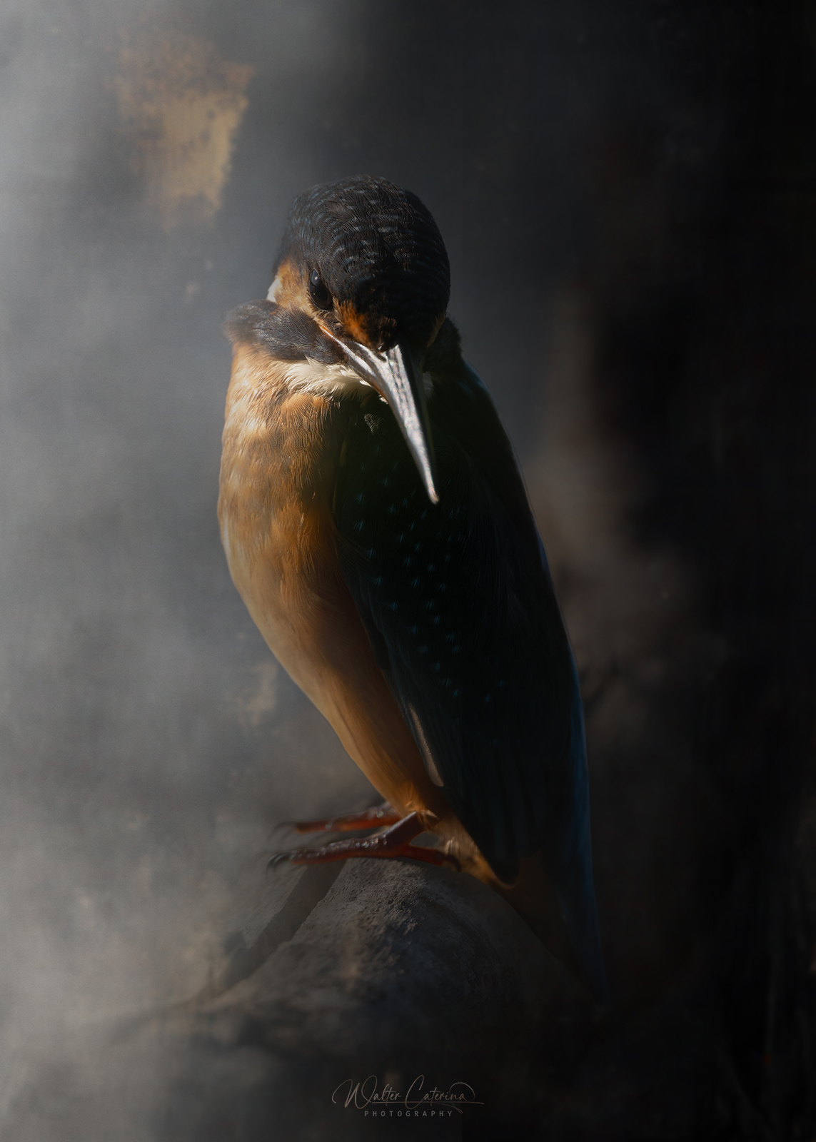 Kingfisher photography in Southern Italy with NIKKOR Z 600mm lens