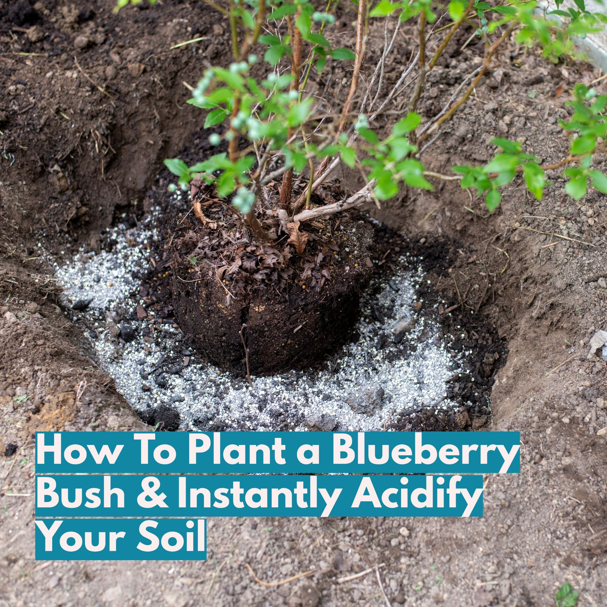 Tomato Bible - Start a blueberry bush RIGHT and enjoy...