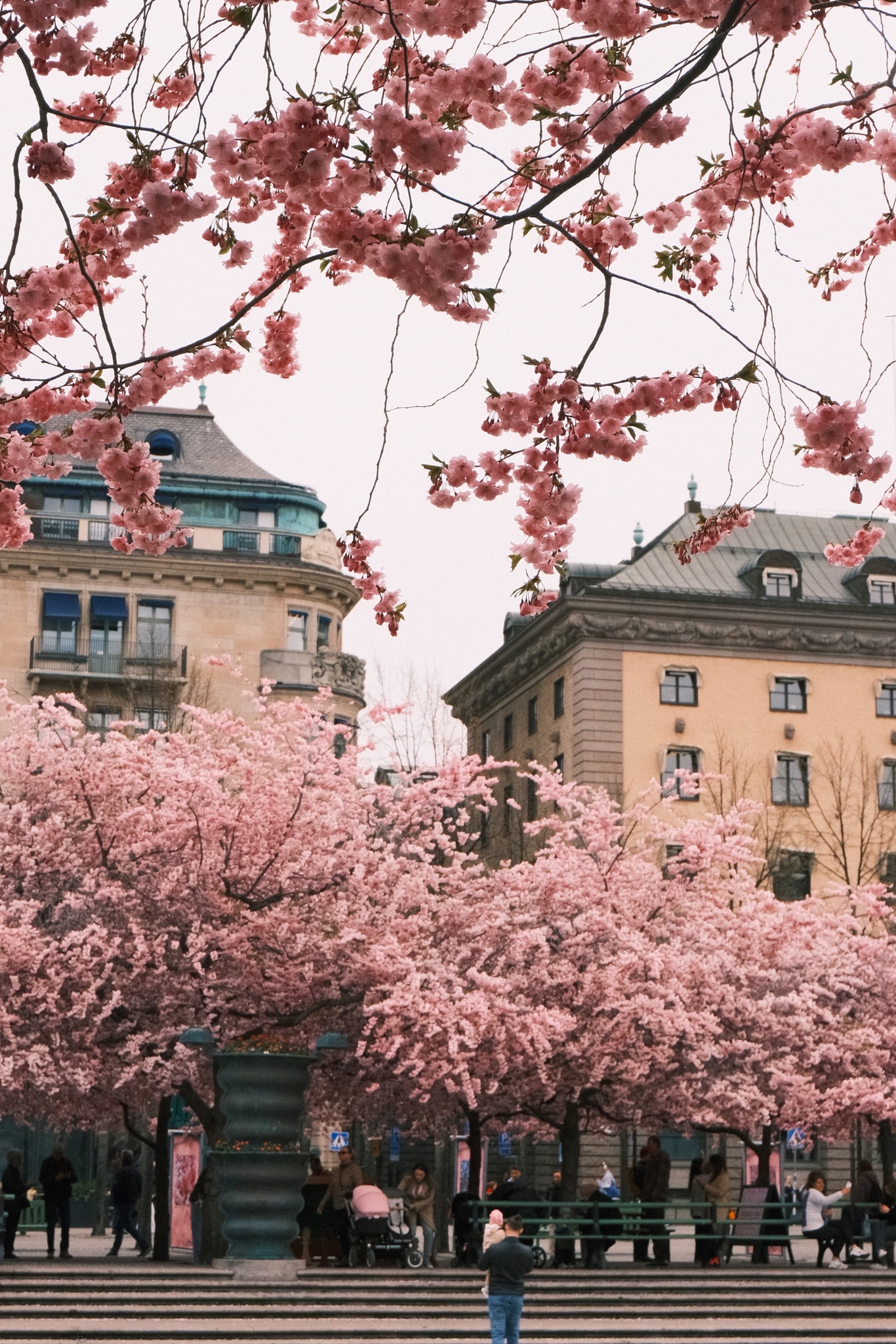 Capturing cherry blossoms with Fujifilm X-M5