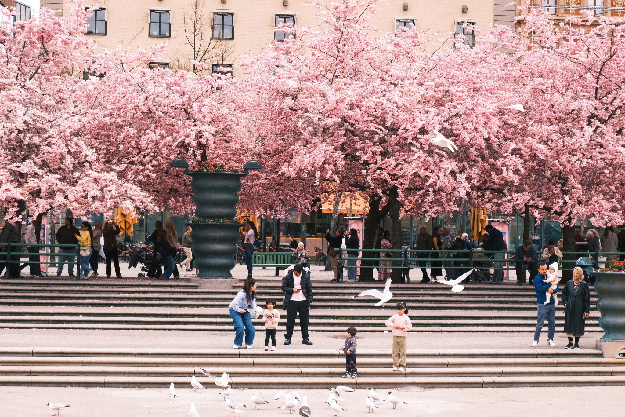 Capturing cherry blossoms with Fujifilm X-M5