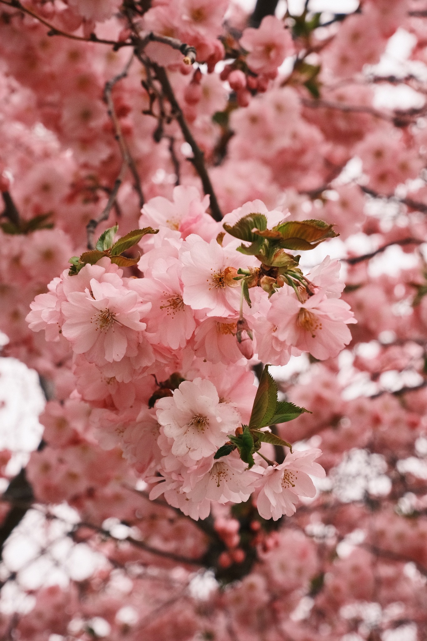 Capturing cherry blossoms with Fujifilm X-M5