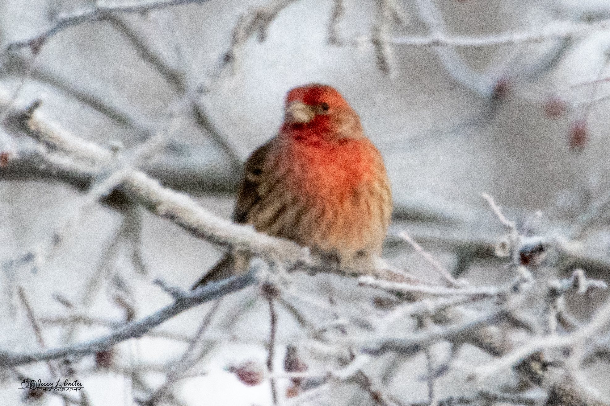 Why are my winter bird photos blurry in cold conditions?