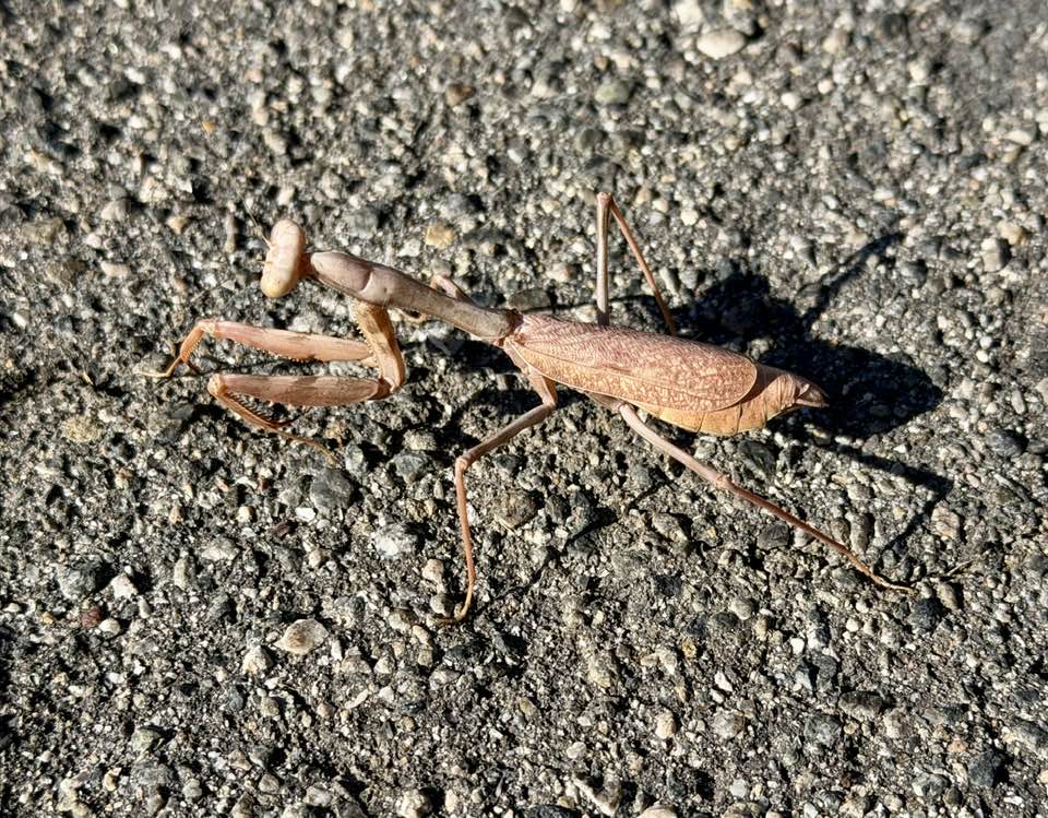 Formidable 4-inch praying mantis spotted in Riverside