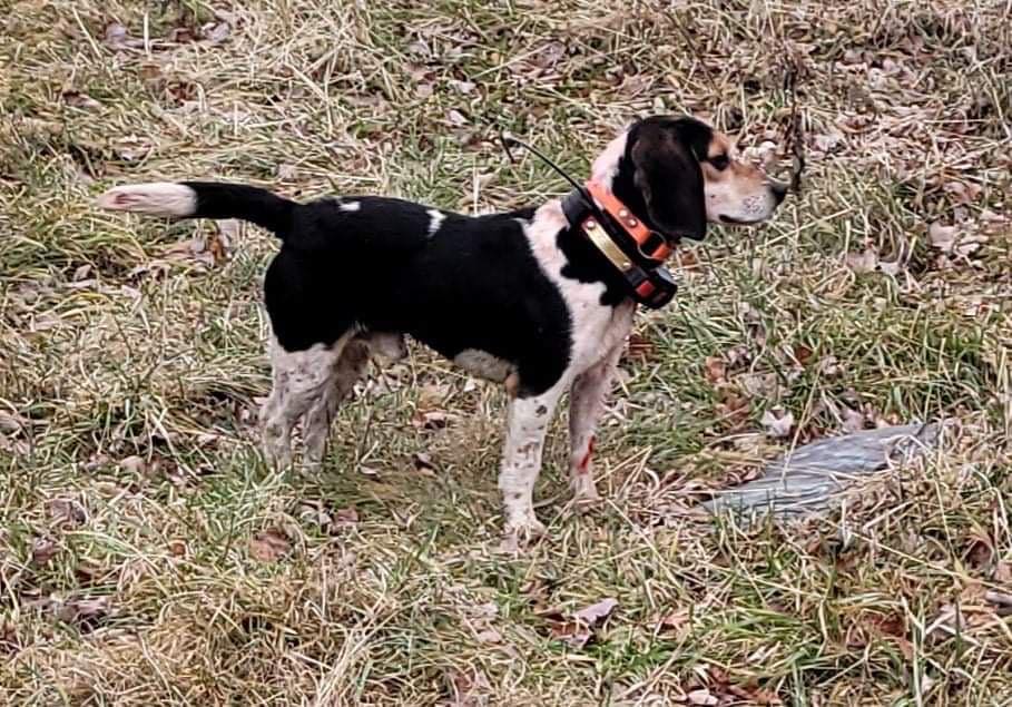 Ranger Dan Bred Beagles!!! | Up for discussion couple of good hunting ...