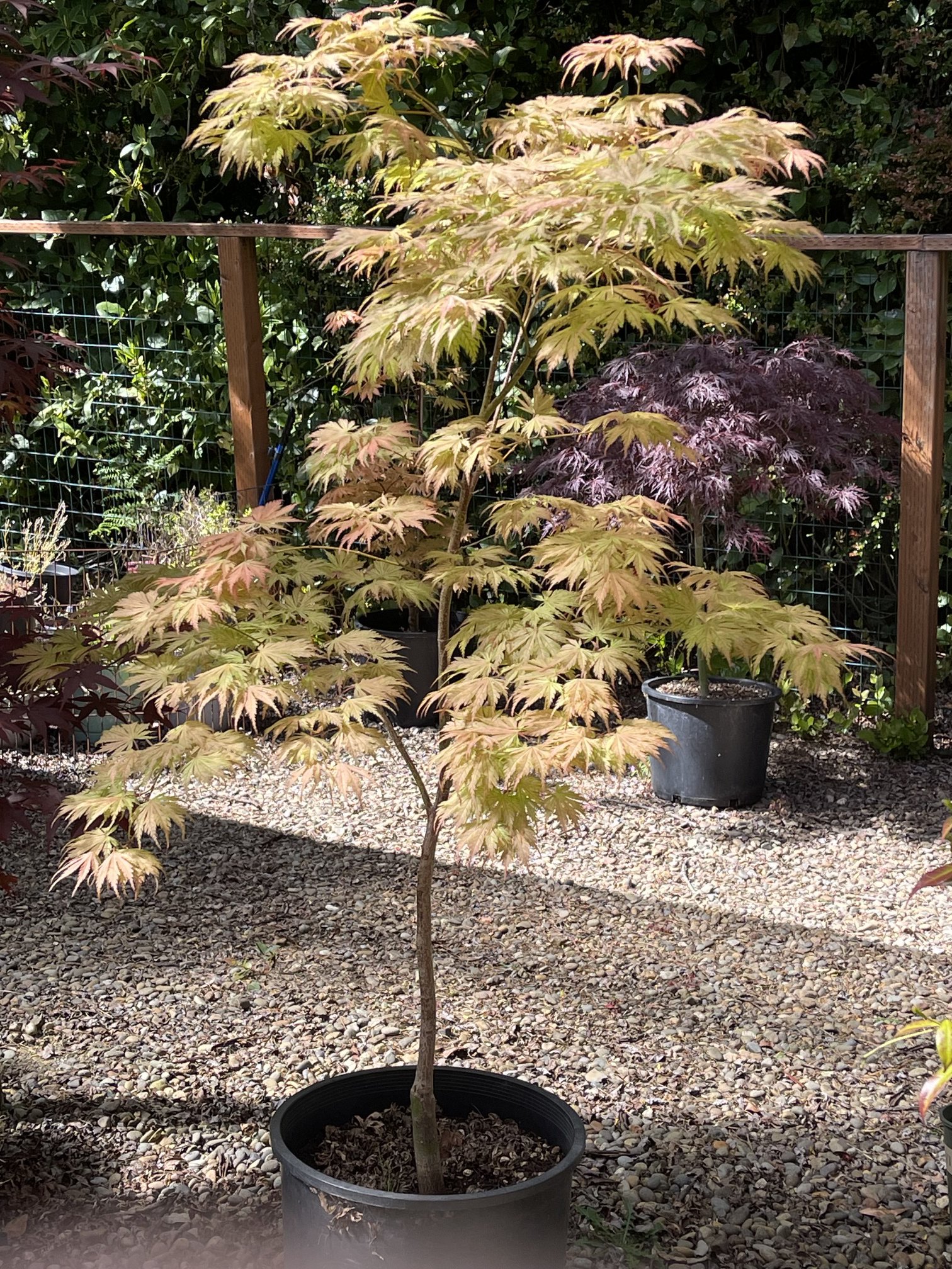 What is the Beni Zuru Japanese maple tree?