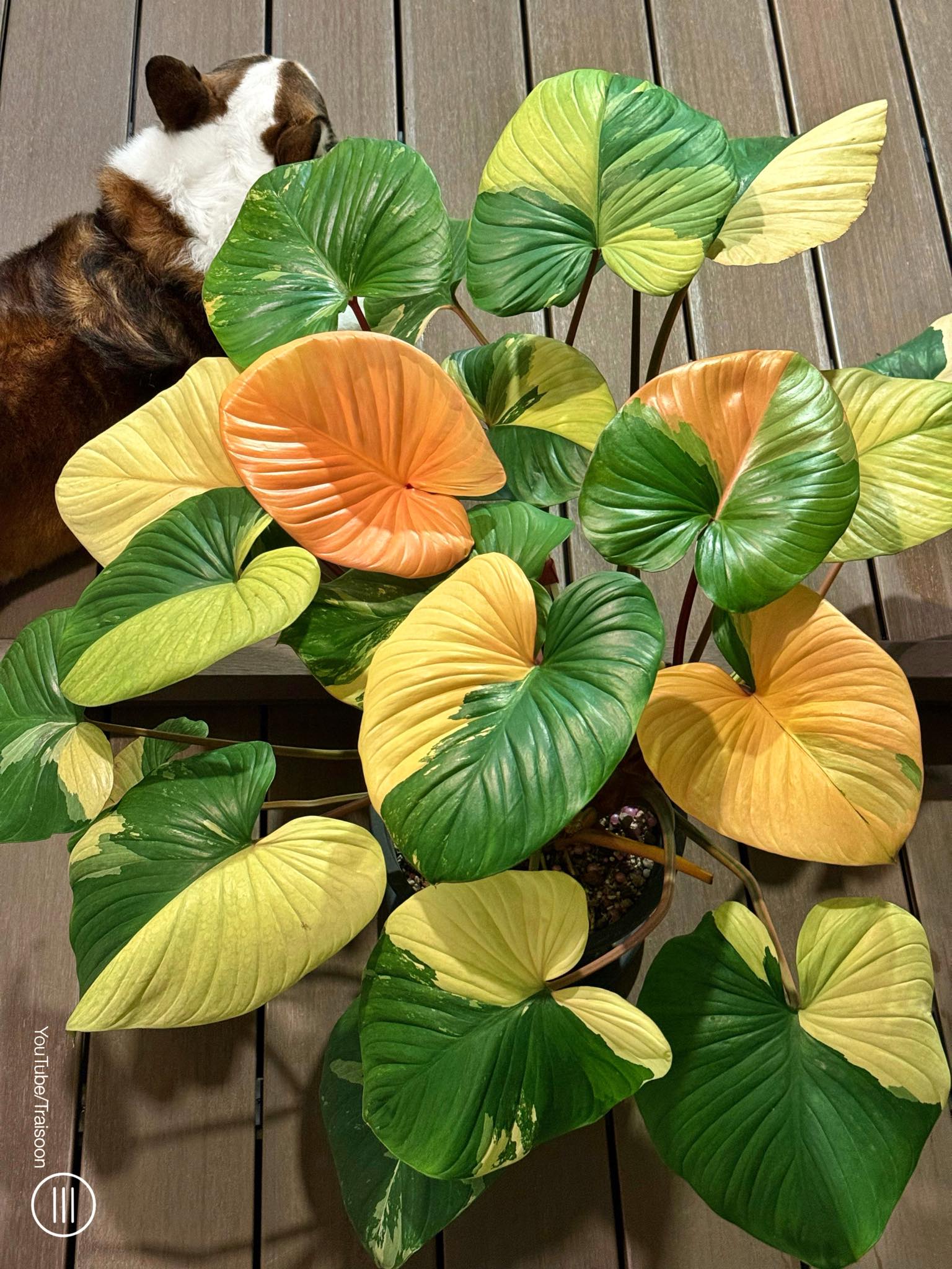 Homalomena sp from Borneo. Natural variegated.
