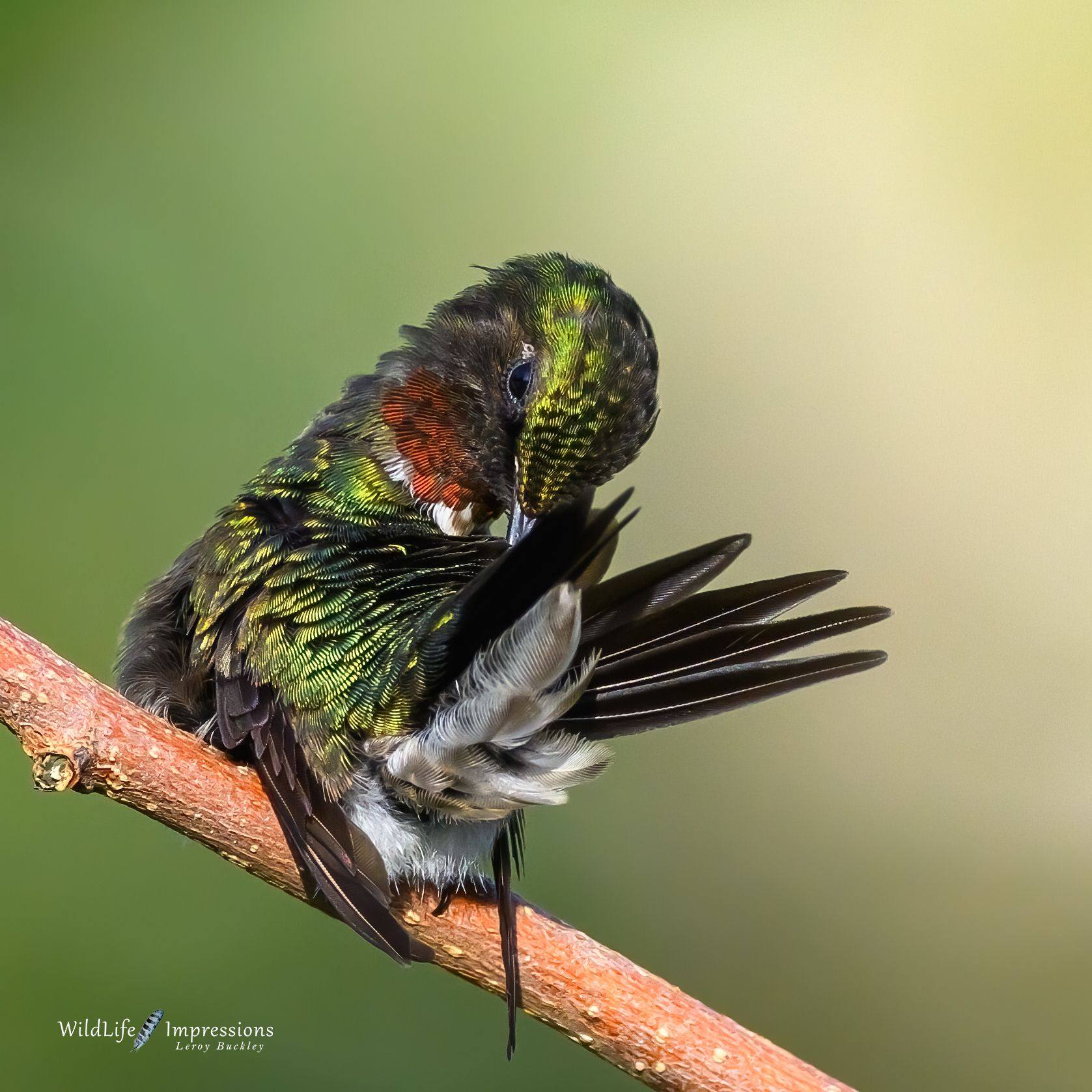 Rubythroated Hummingbird preening in backyard on August 1, 2026