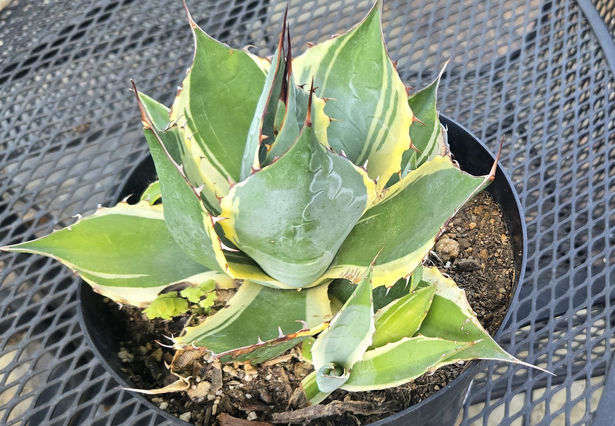 Agave parrasana Impressionist' Small plants available in the