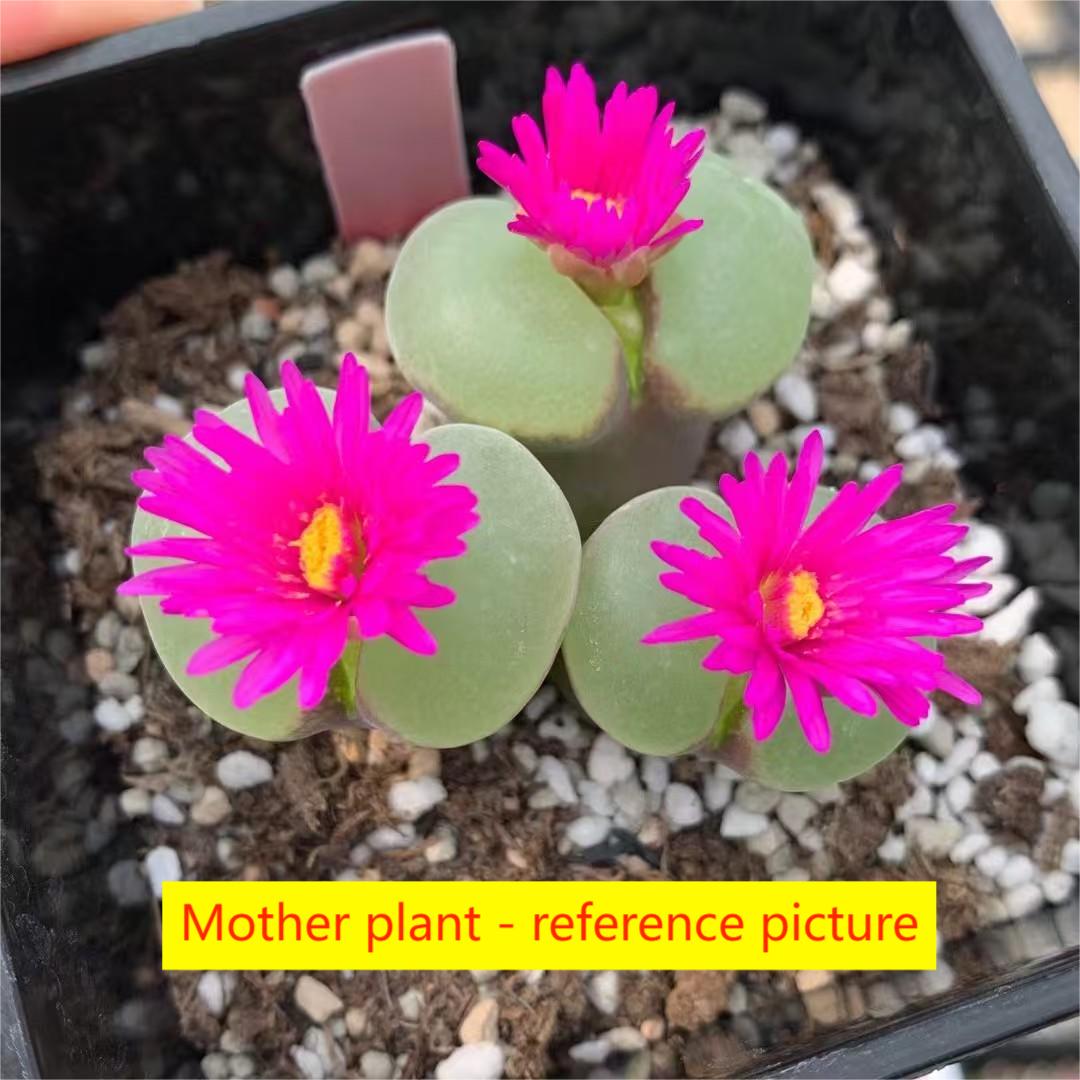 Rare heart-shaped Conophytum luisae succulent