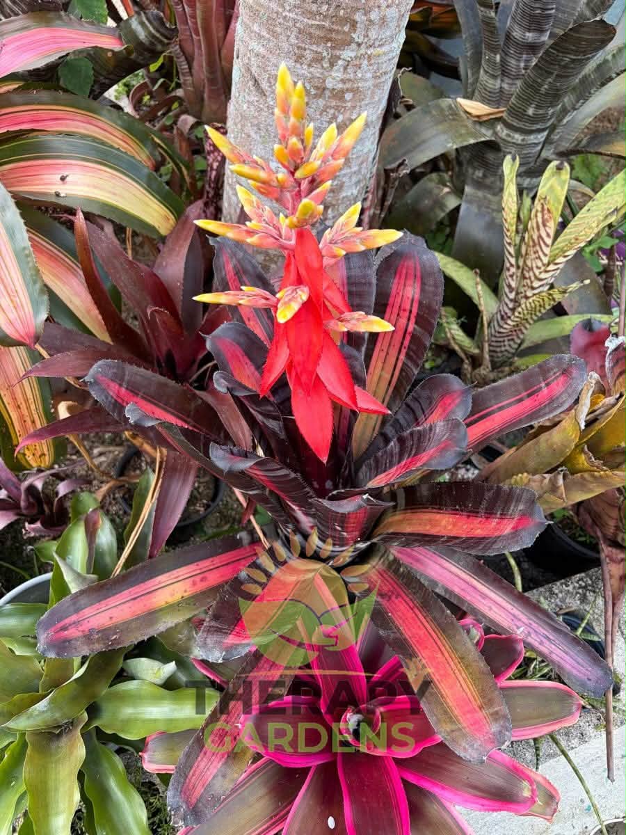 Aechmea 'Roberto Menescal' (R. Zorning)