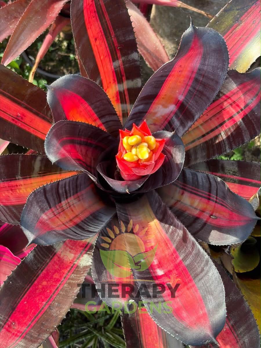 Aechmea 'Roberto Menescal' (R. Zorning)