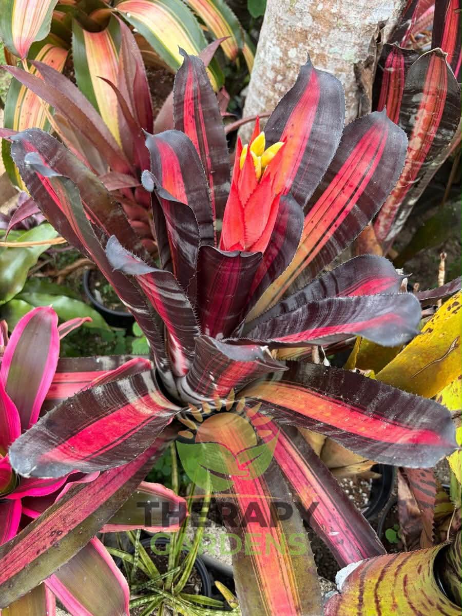 Aechmea 'Roberto Menescal' (R. Zorning)
