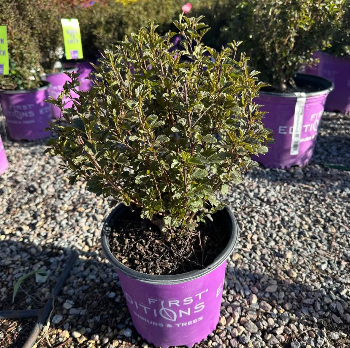 How do Little Devil ninebark plants perform in zone 7a with