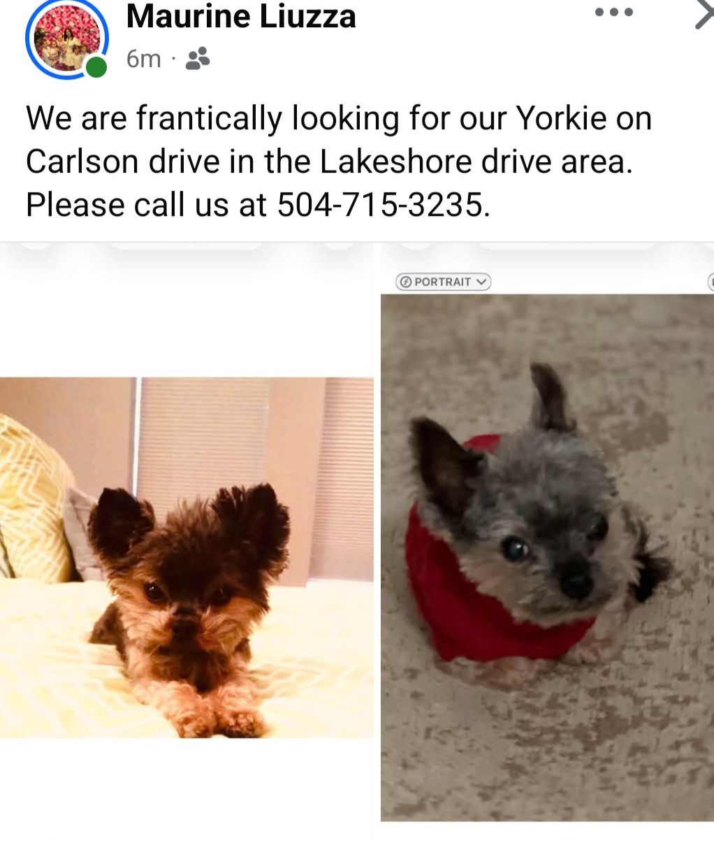 Maurine Liuzza 6m We are frantically looking for our Yorkie on