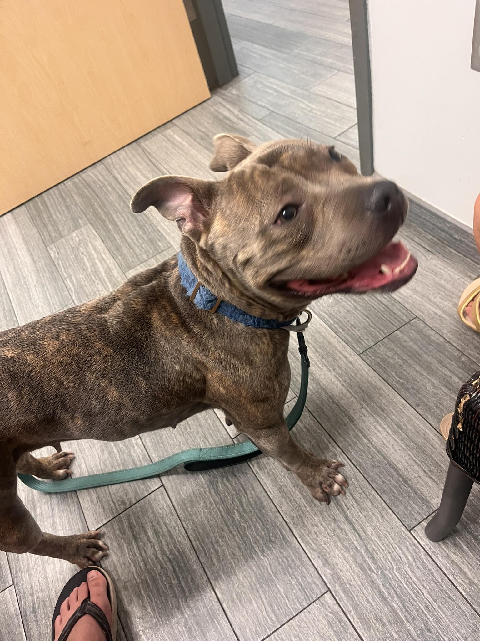Found brindle pit mix dog near Southside and Touchton
