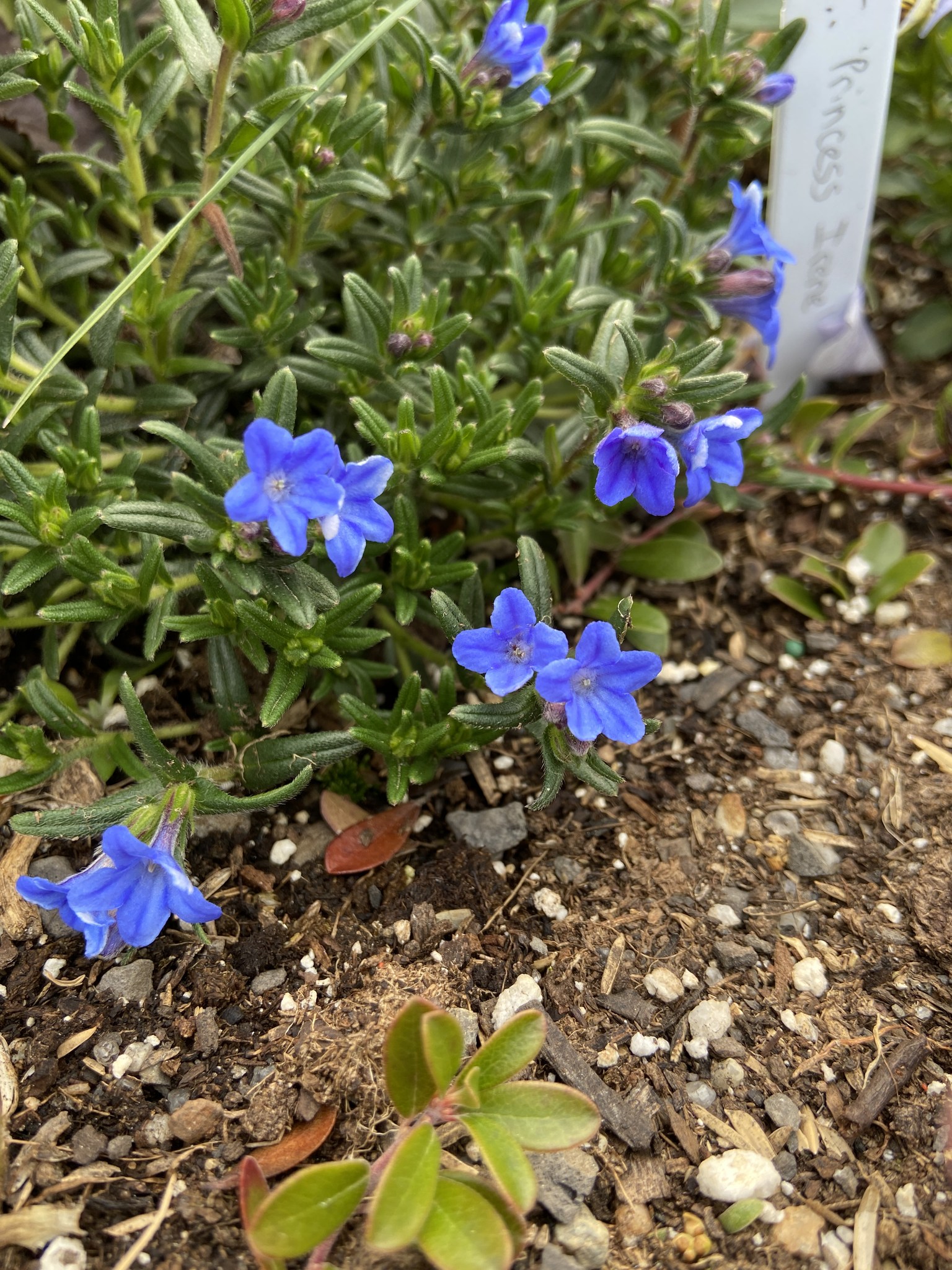 What are these blue flowers in Massachusetts?