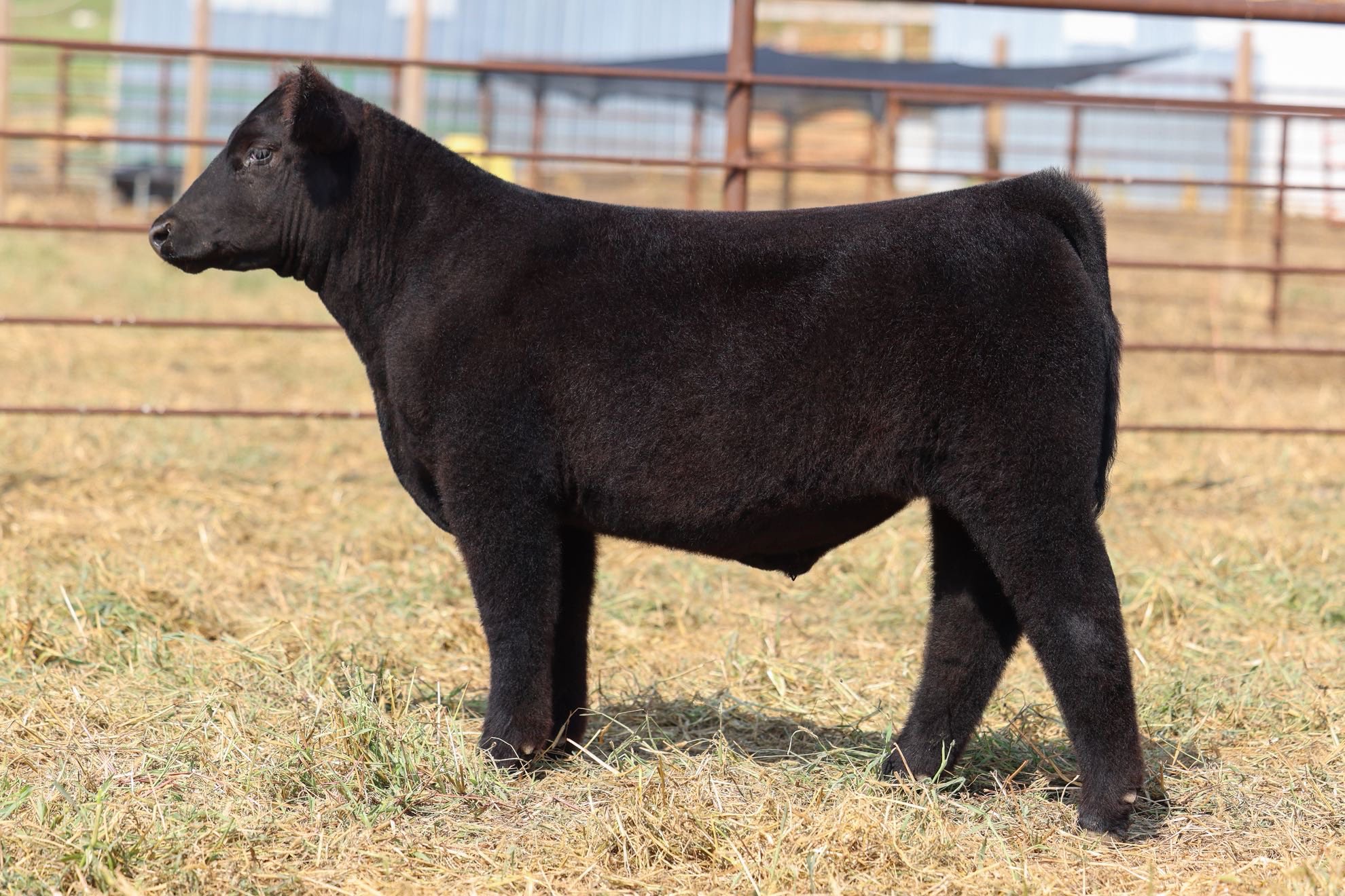 Rath Show Calves