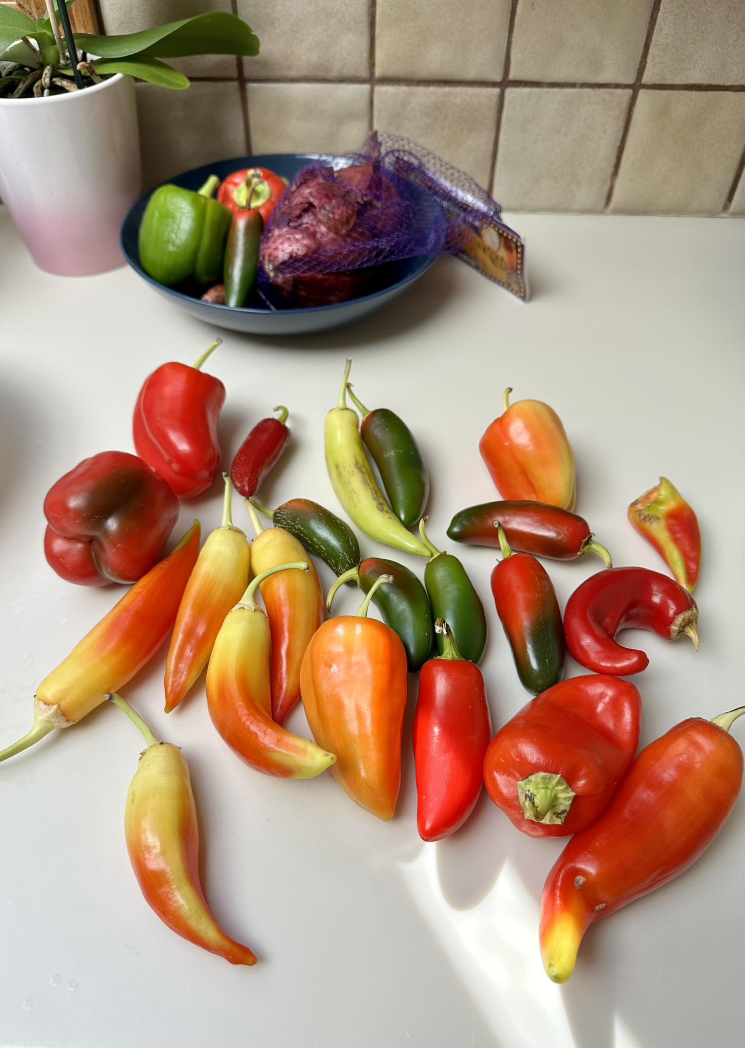 Do chocolate bell peppers turn brown then red?