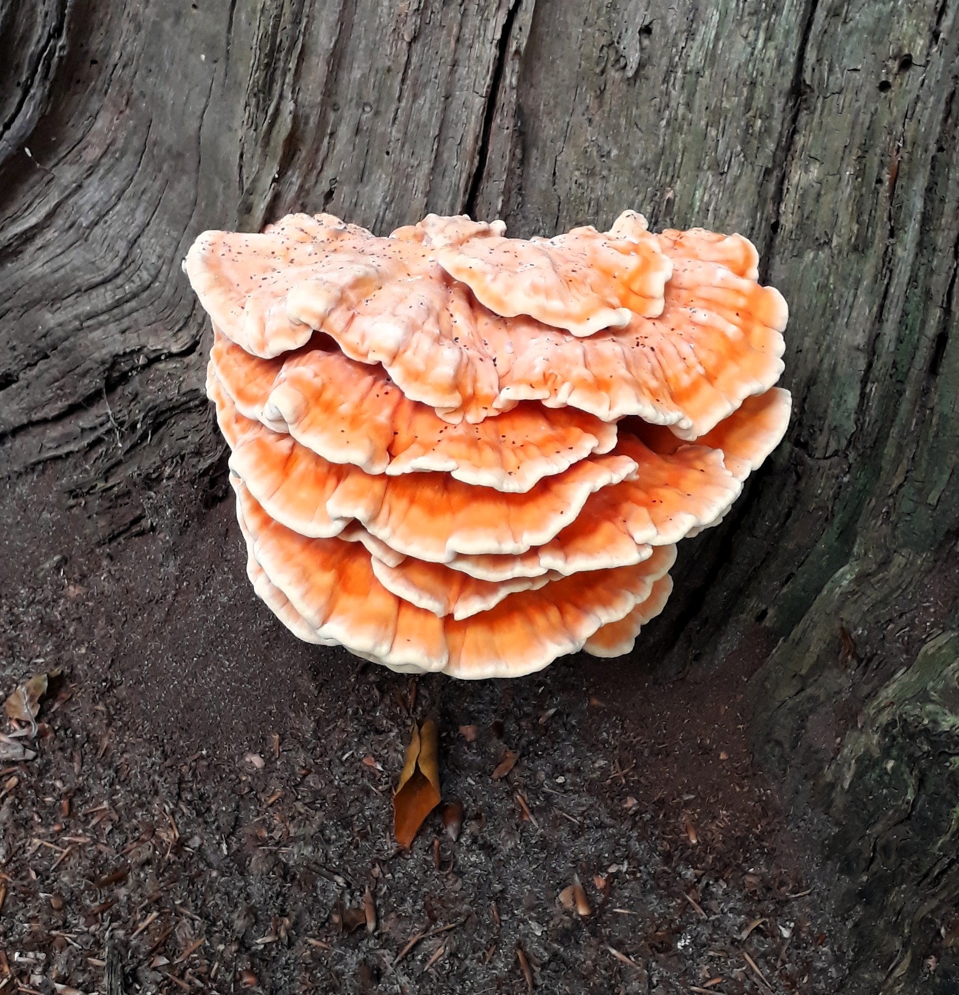 Chiken of the woods/Laetiporus sulphureus/zwavelzwam (my photo).