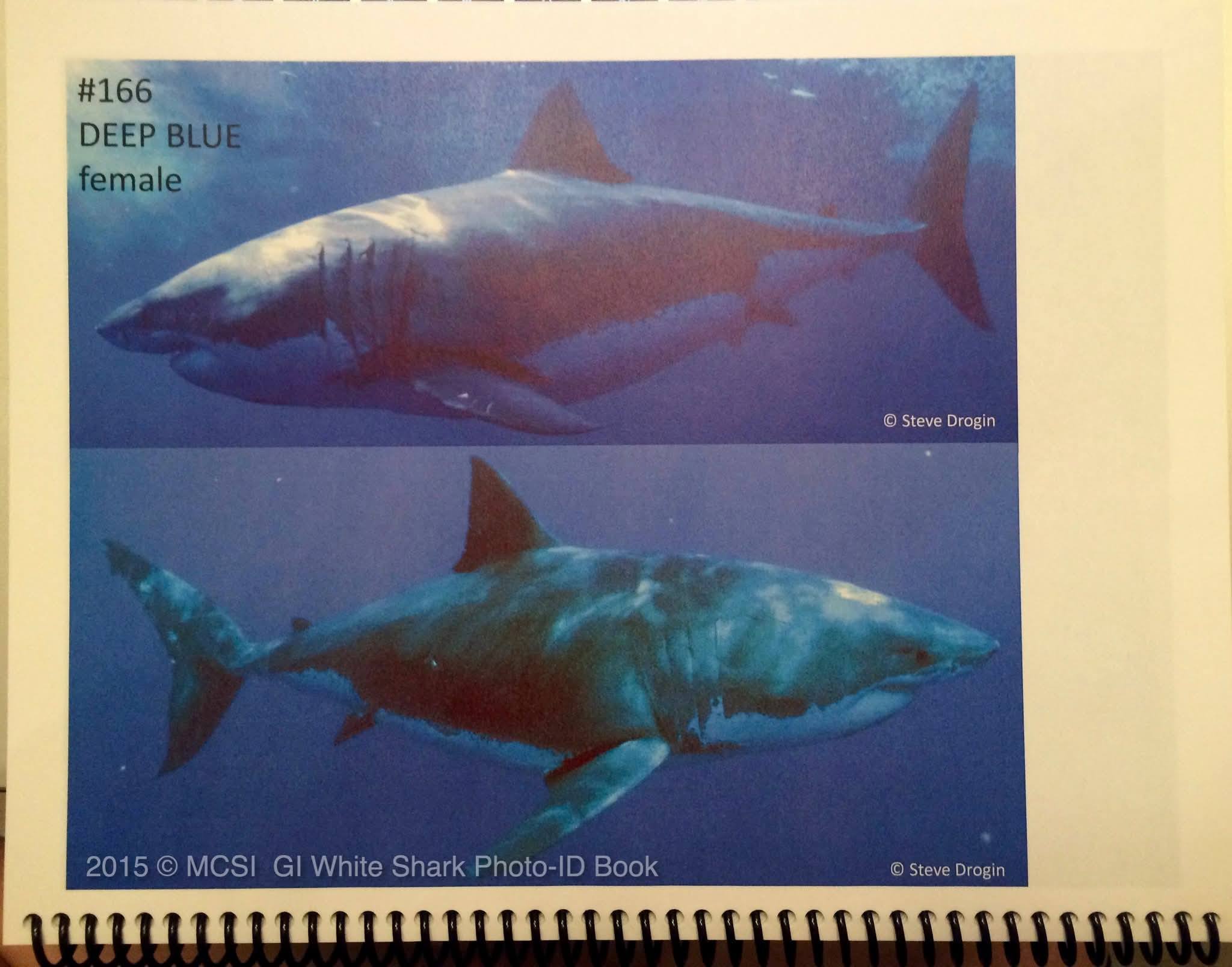 Deep Blue the great white shark