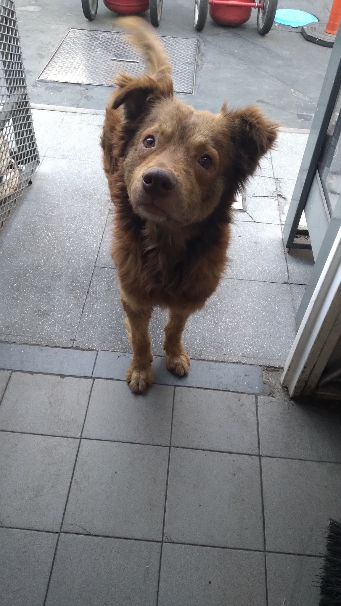 Perros perdidos de José León Suárez | Perrito perdido/abandonado | Facebook