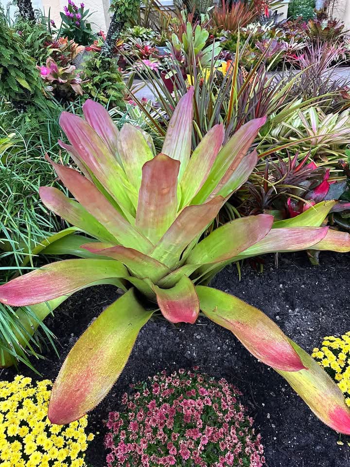 Neoregelia SNAKE CHARMER