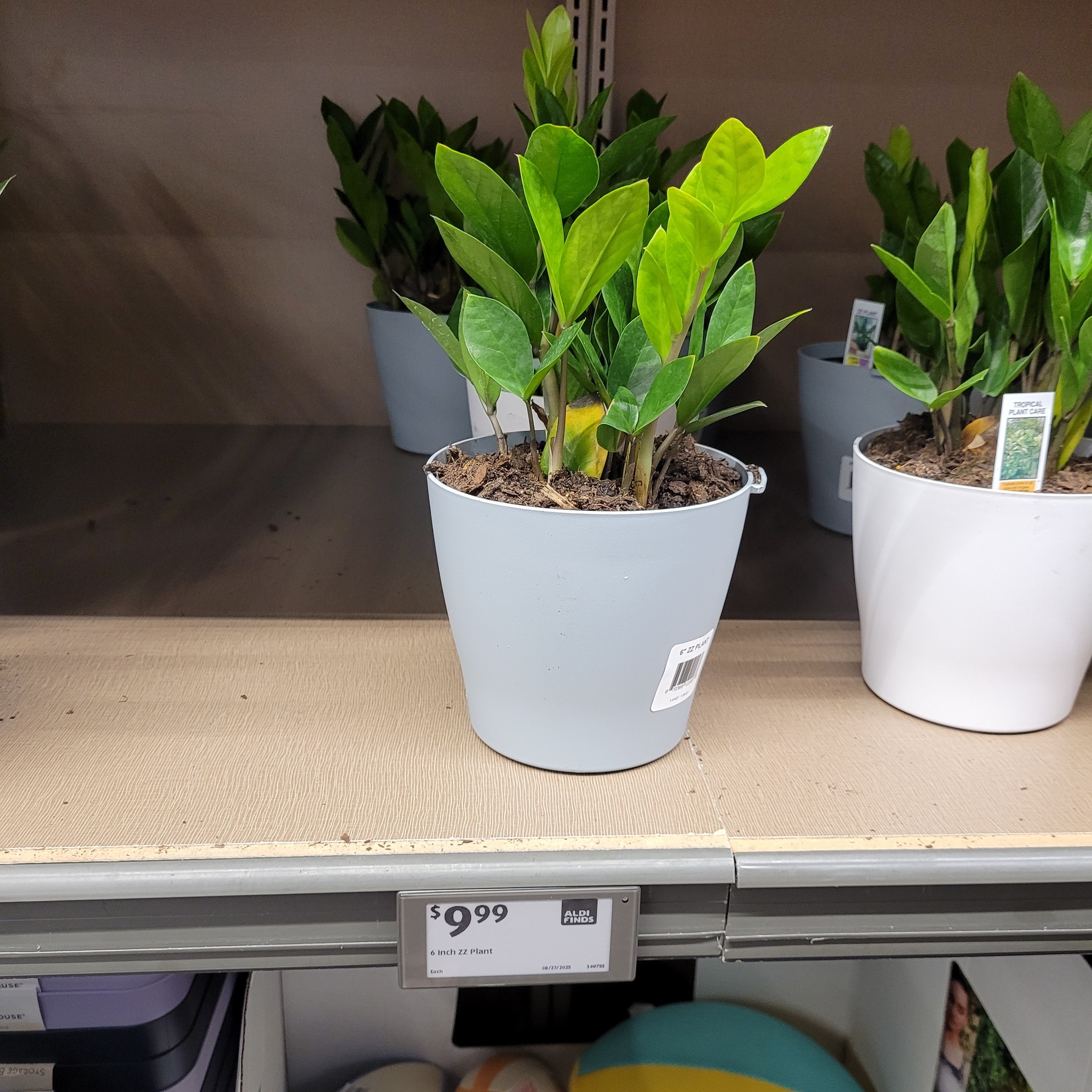 Disappointing olive trees at Aldi