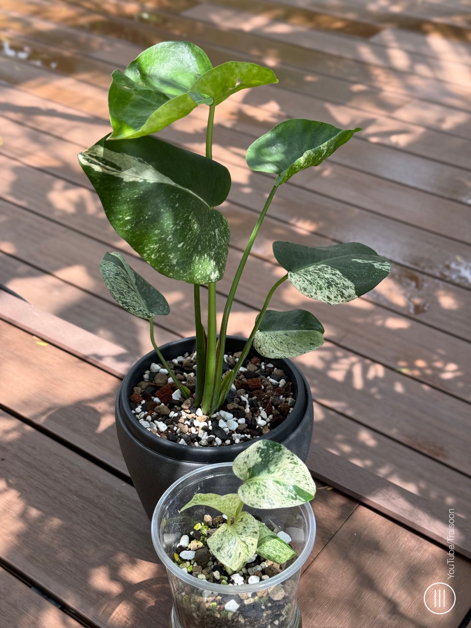Monstera Star Shadow. ⭐🌱 2 different batches but with one goal!