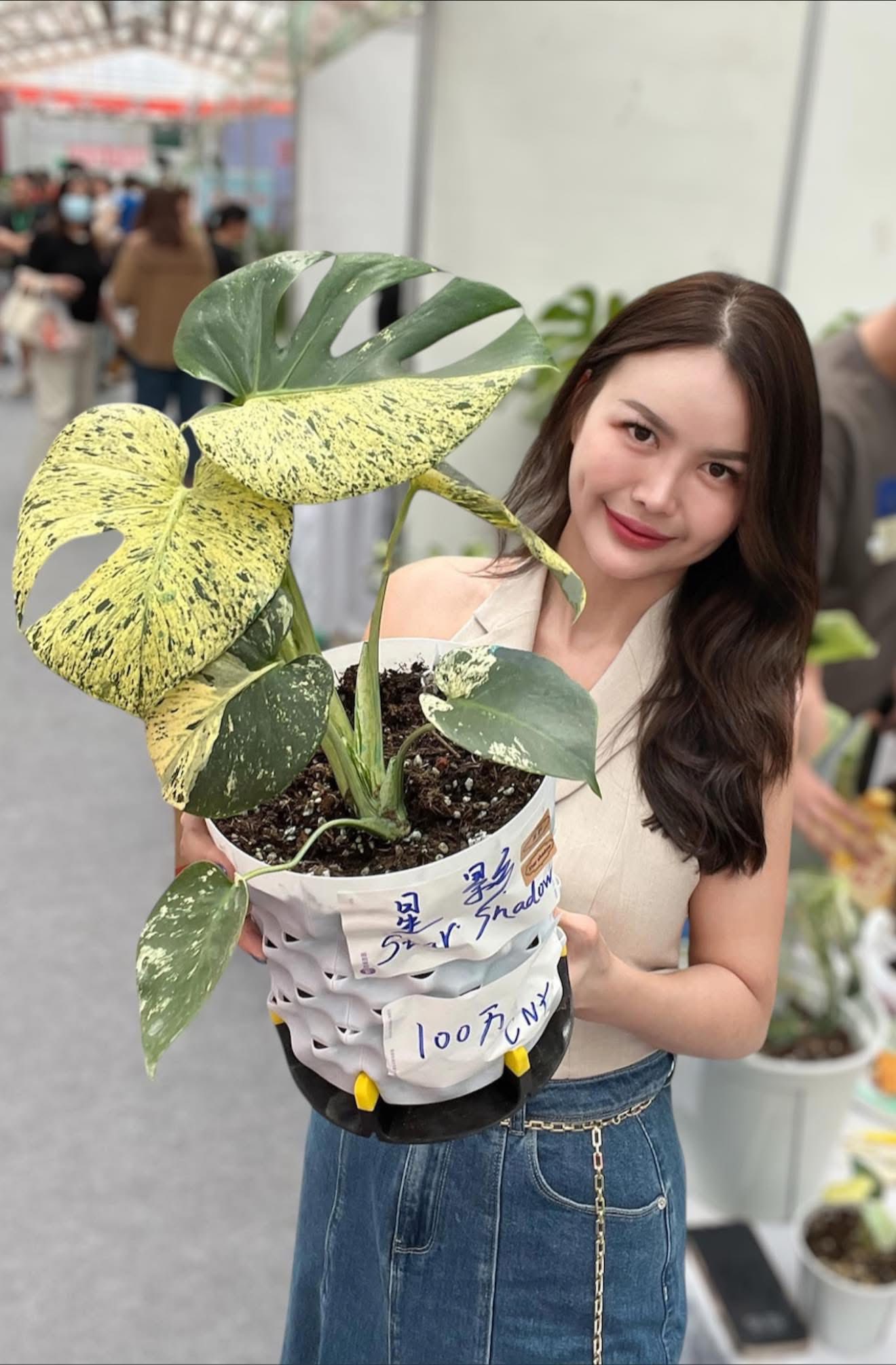 Monstera Star Shadow. ⭐🌱 2 different batches but with one goal!