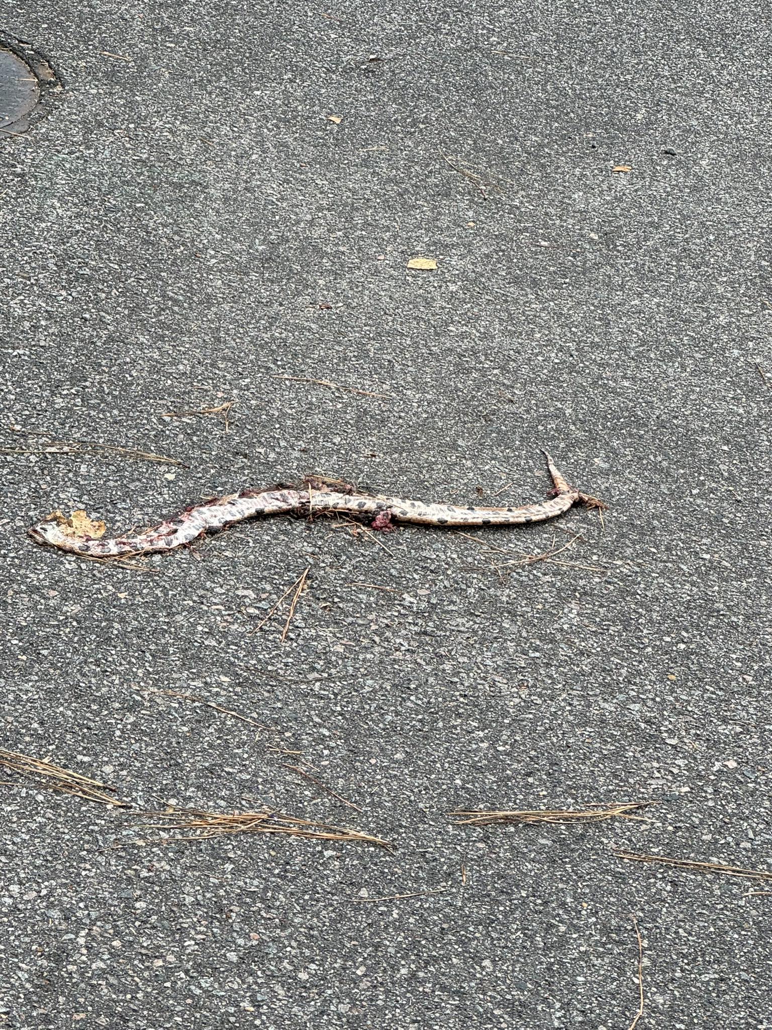 Snake Identification | Had a neighbor snap this picture of a snake they ...