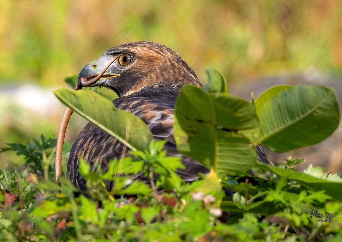 The Hudson Valley in pictures | Bo, the red tailed hawk | Facebook