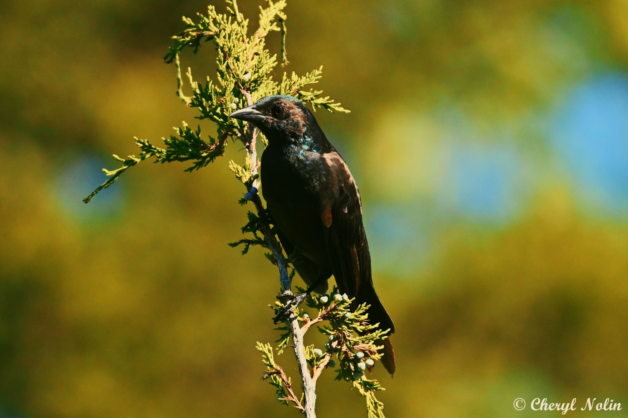 September 2, 2026 Common Grackle Edmond, Oklahoma Nikon Z8 Nikkor