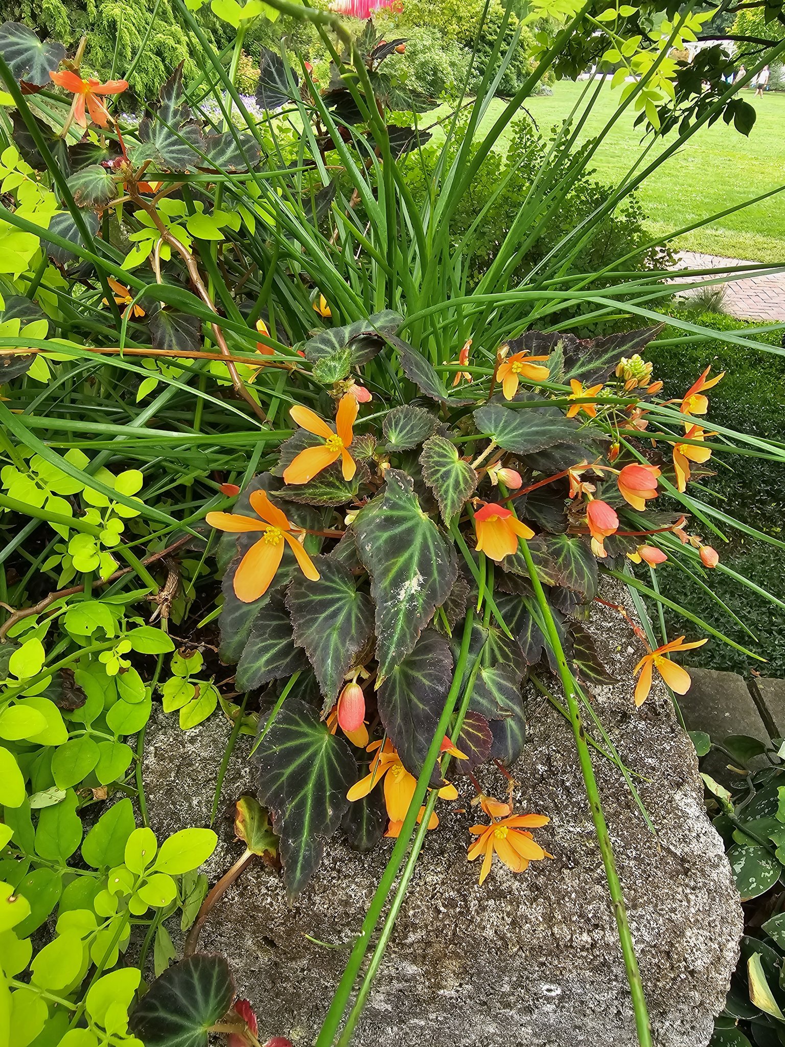 I'm looking for an id on these orange flowers. This photo was