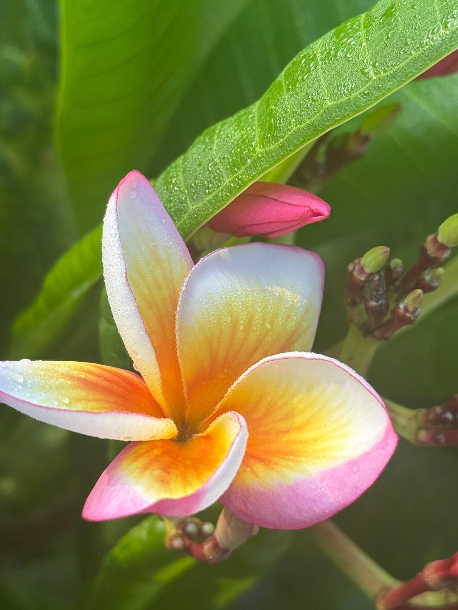 Fireblast, released by the famous plumeria artist Kukiat 