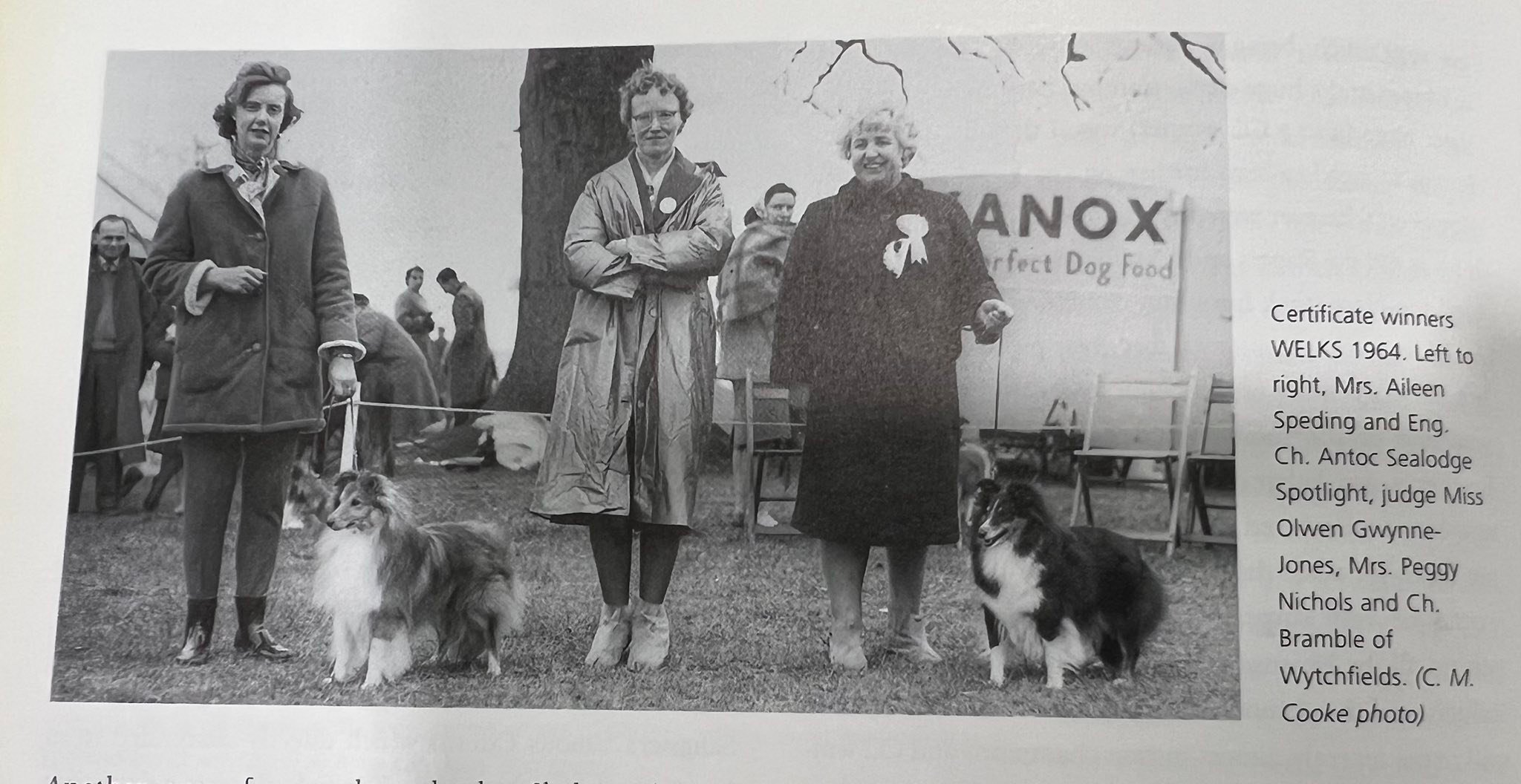 Pictorial history of the Shetland Sheepdog | Sheltie history… | Facebook