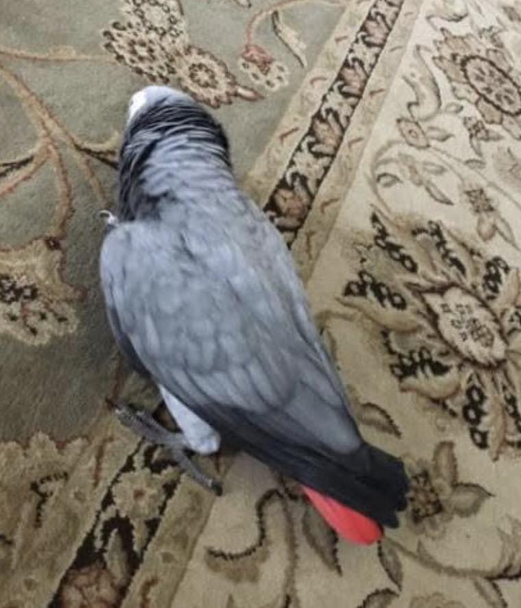 Lost african grey parrot in Wimberley, TX