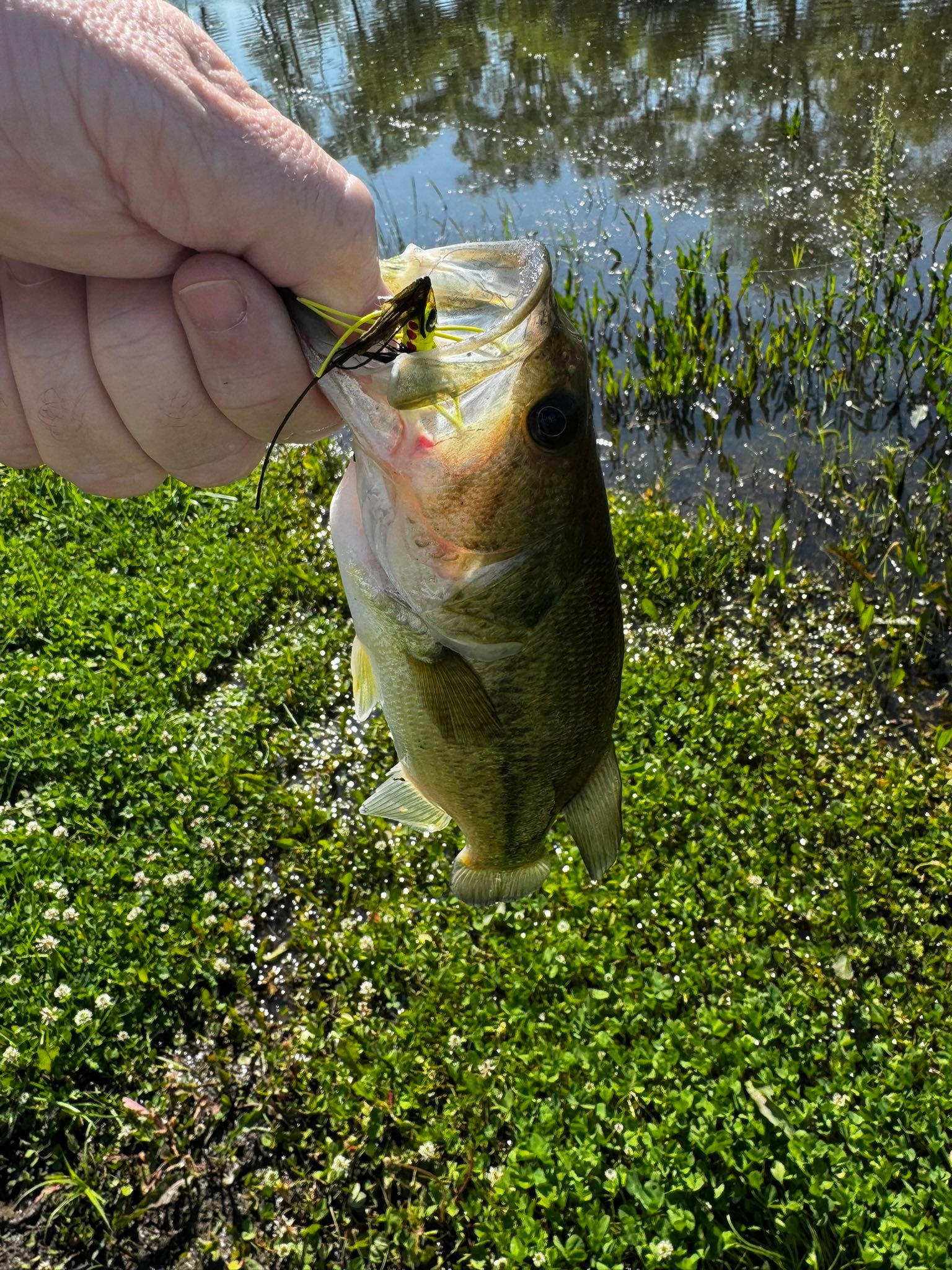 bass lure making EcoLureMaker Soft Bait Fishing Kit DIY Kit with Reusable Mold, Soft Plastic, Pigments & Instructions – Make Your Own Bass, Trout, Panfish & Saltwater Fishing Baits at Home Models:JC Elite LG 5.6:1 Right Hand Abu Garcia Ambassadeur 4600 Fishing Lures Tackle Kit Inventory Location_Online Only