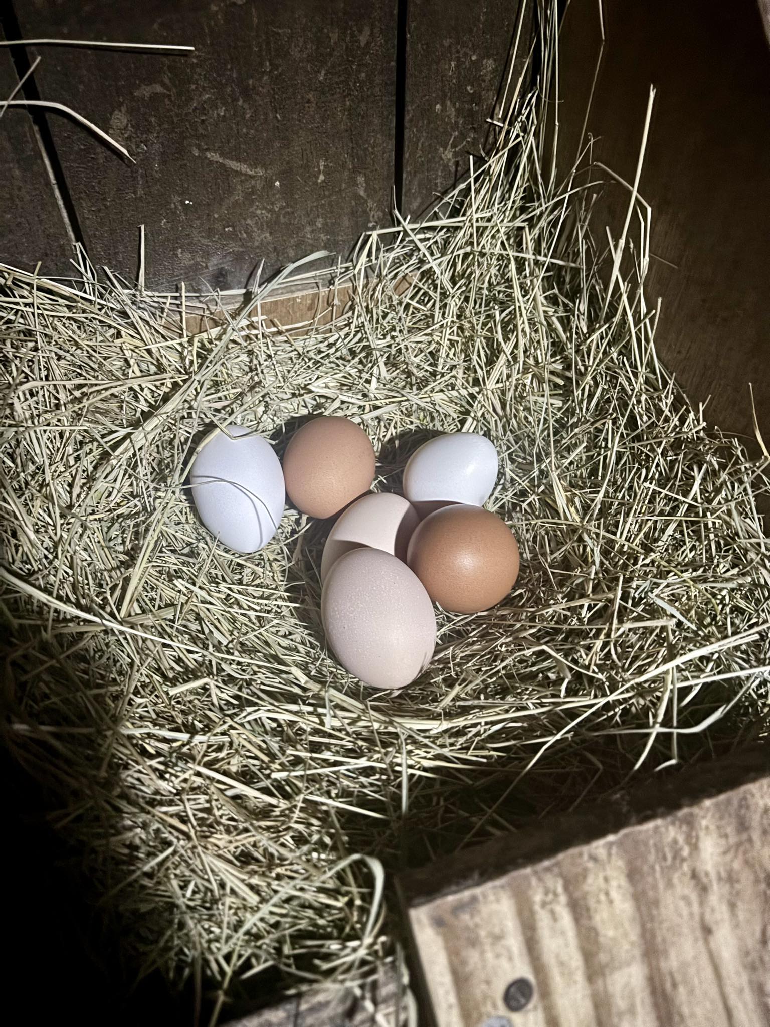 Everything Backyard Chicken! | These ladies are waiting in line for ...