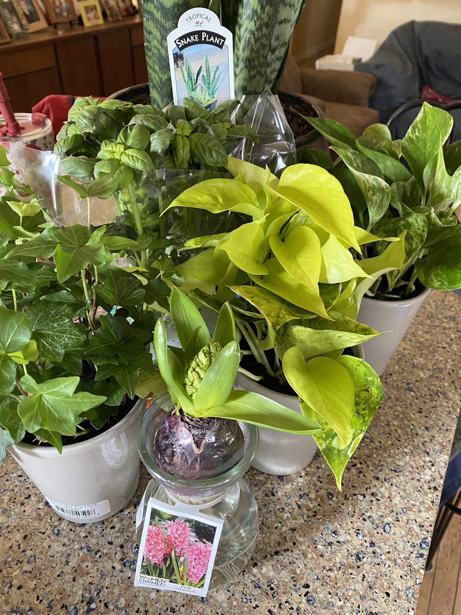 Accidental houseplant haul from Lidl before spring gardening
