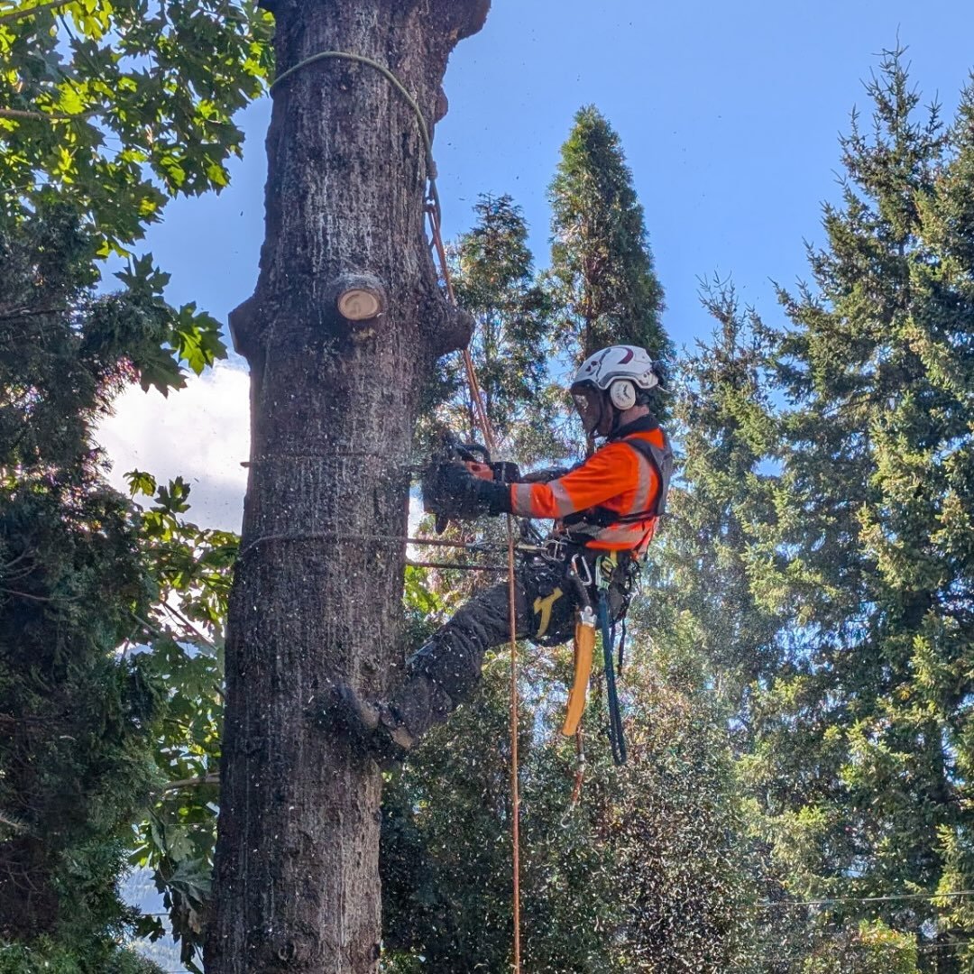 #treework #stihl #petzl #lovemyjob #bluecollar collar | Graham Mast