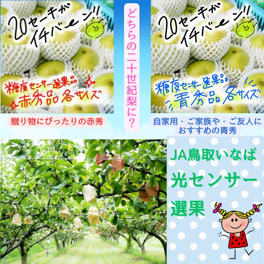 二十世紀梨の赤と青ってナニ？🧐赤秀は形状・糖度ともに良好なもので