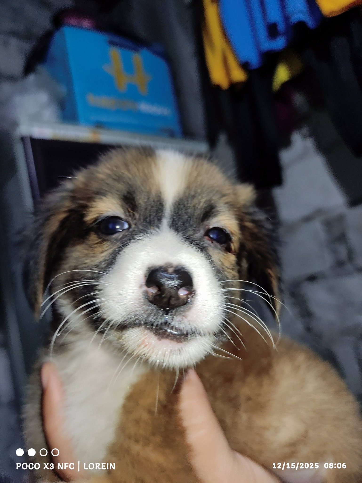 DOG LOVERS COMMUNITY PHILIPPINES (OFFICIAL) | Good morning po mga ...