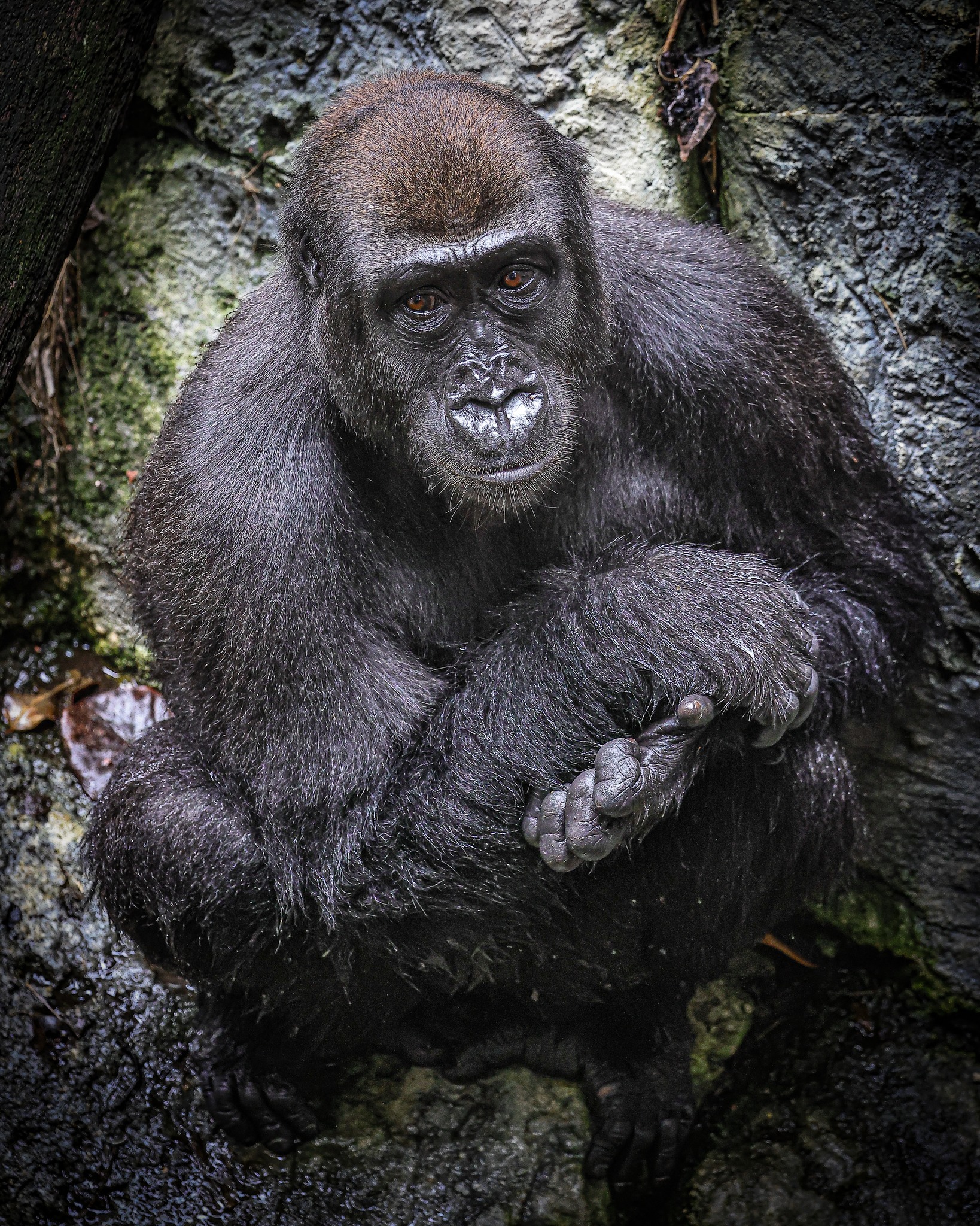 こゴリラ A couple more of the new Gorilla
